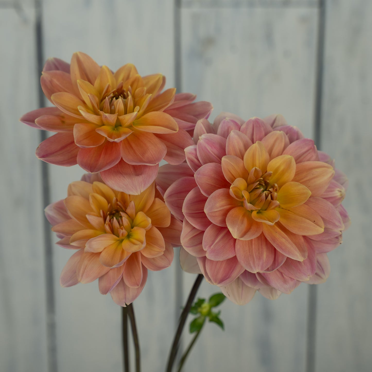 My Forever Dahlia Tuber