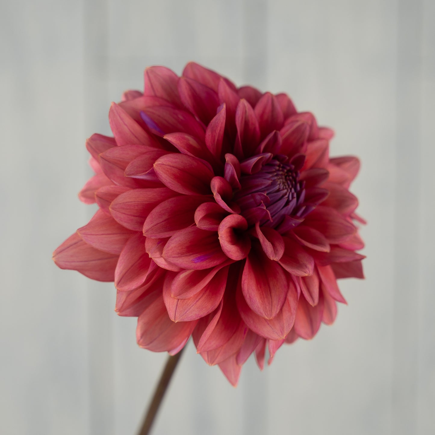 mystique dahlia tuber