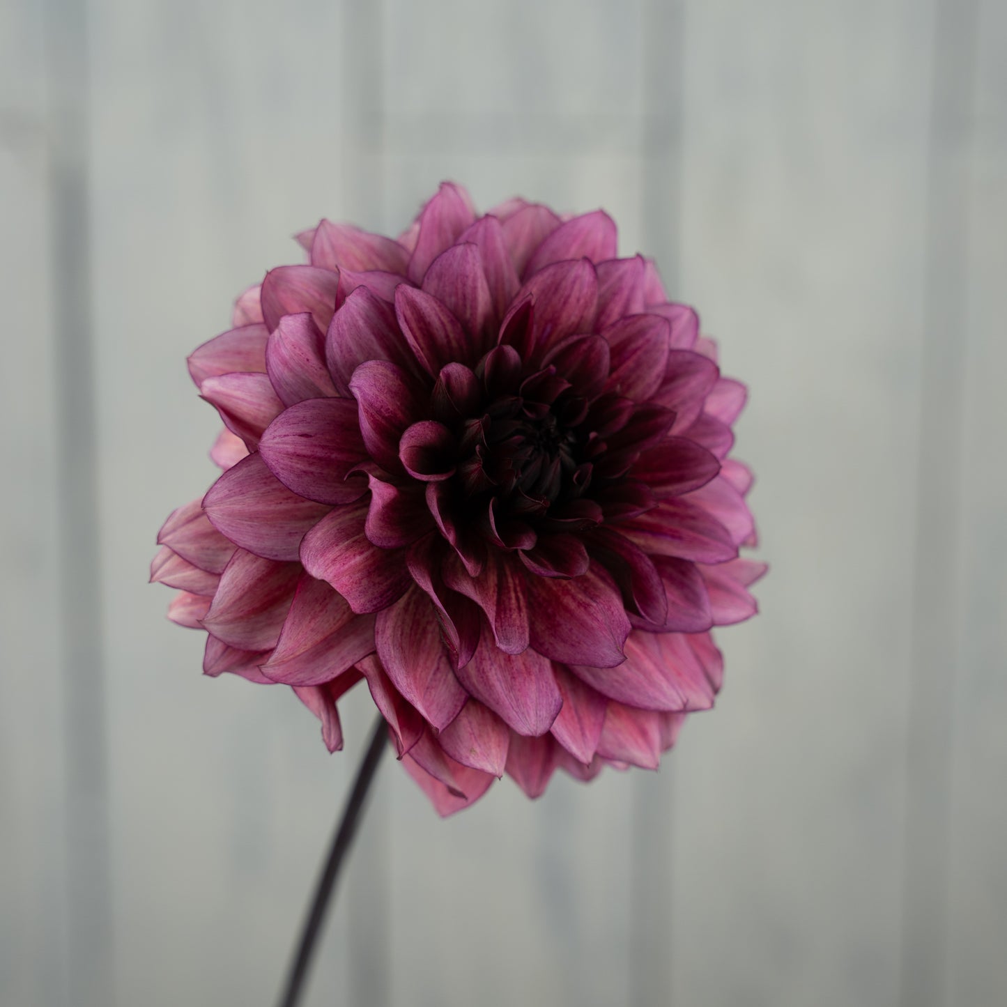 Night Silence Dahlia Tuber