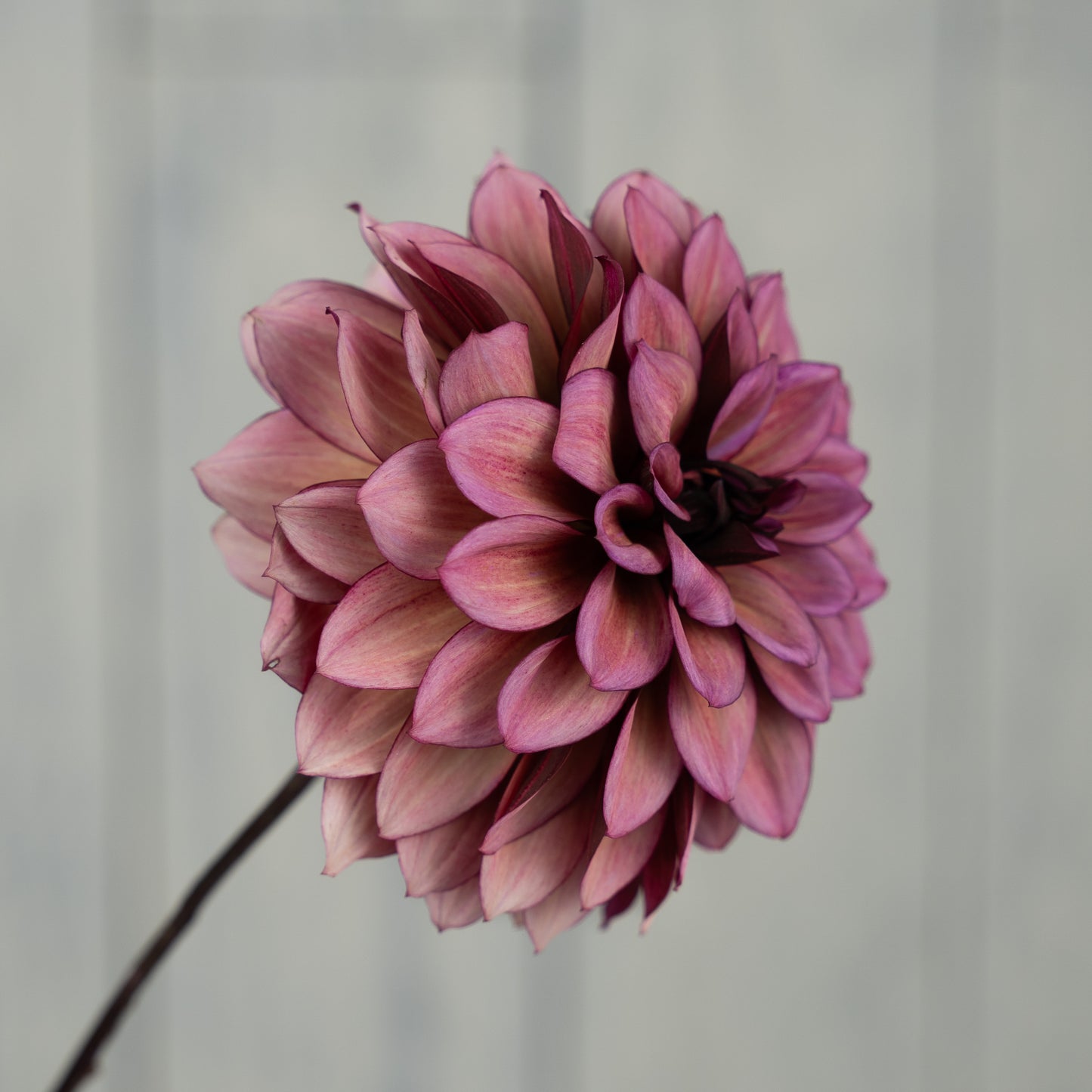 night silence dahlia tuber