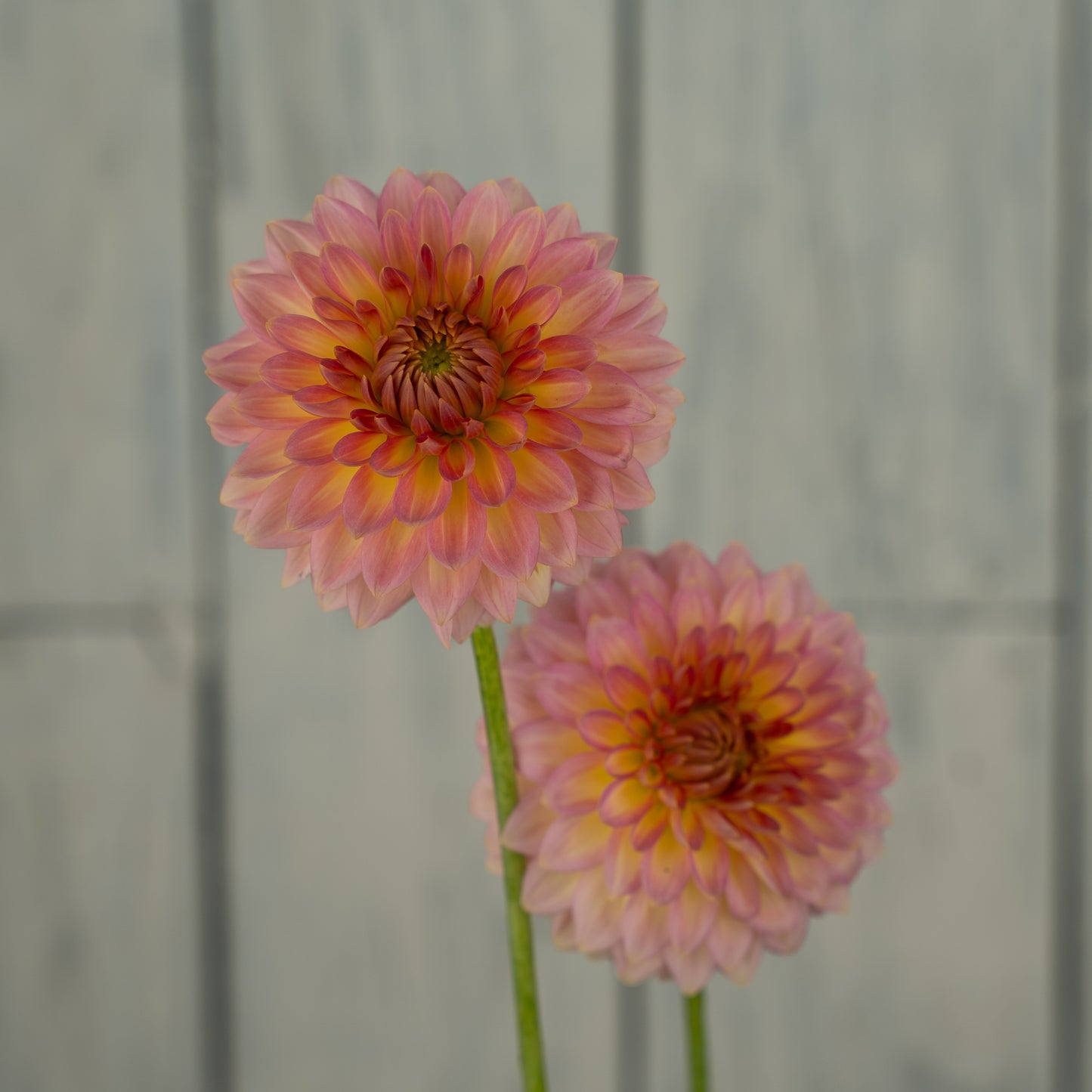 Oreti Adele Dahlia Tuber