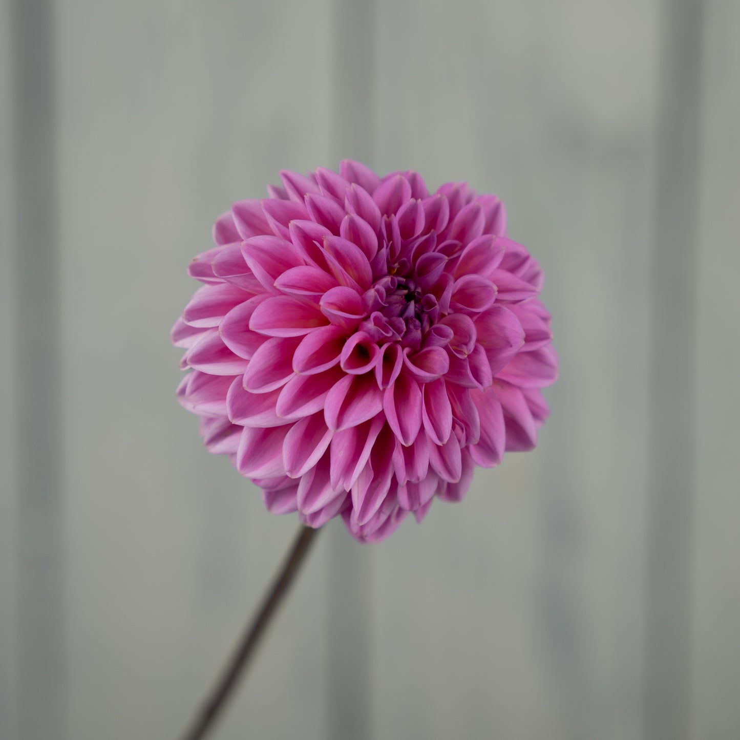 Pink Sylvia Dahlia - Coming 2027