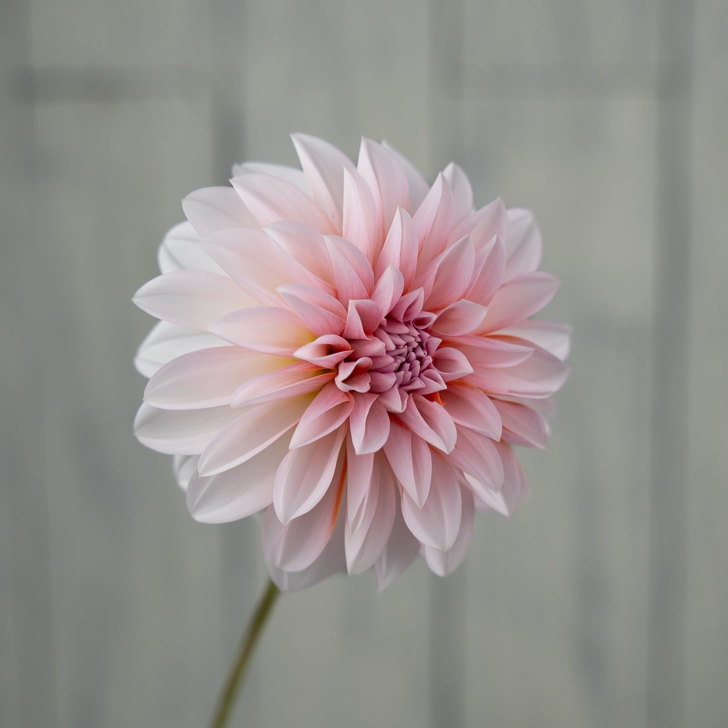rm baby girl dahlia tuber