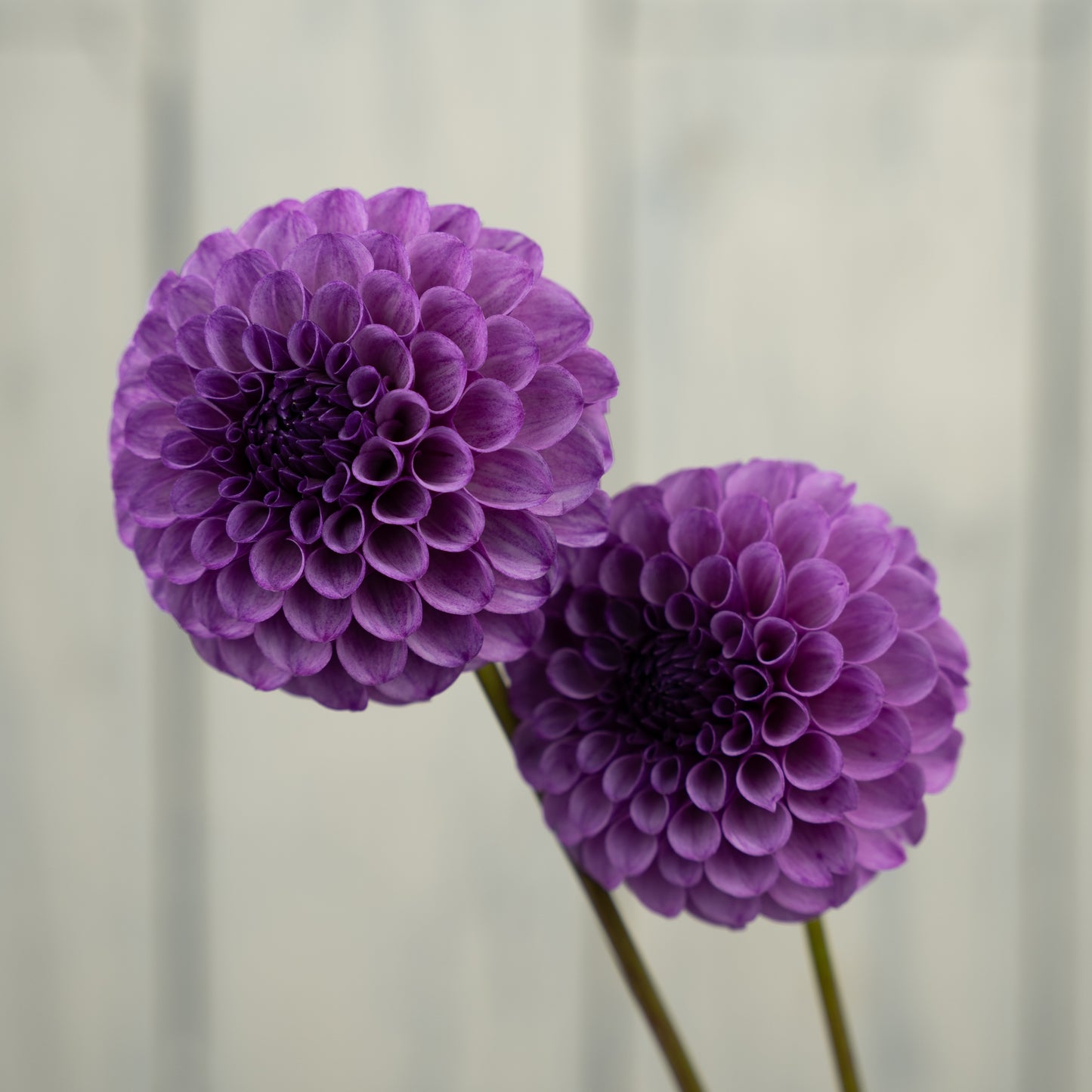 Robann Royal Dahlia Tuber
