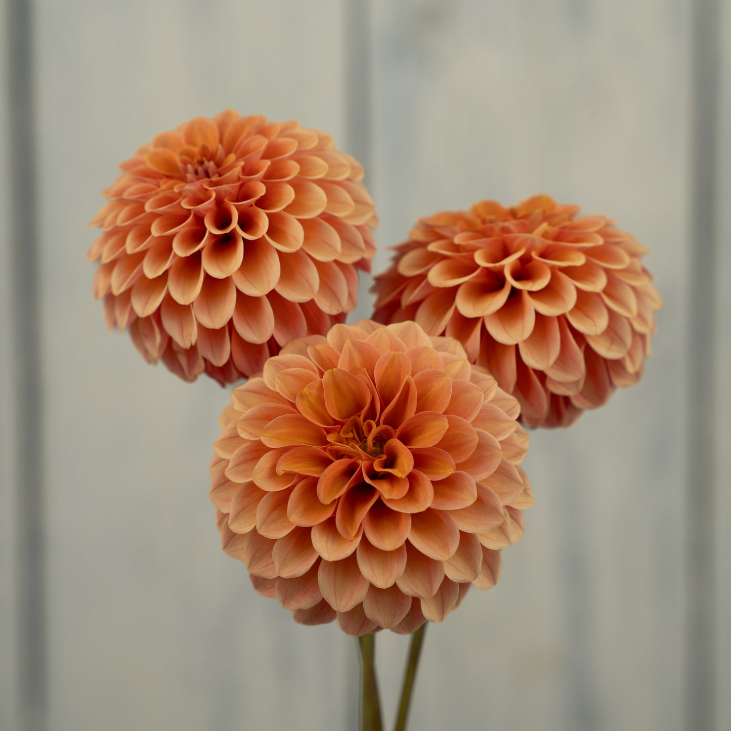 Rose Toscano- Potted Dahlia Plant