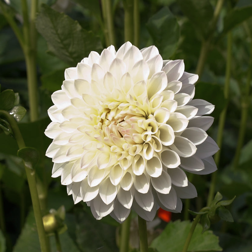 ryecroft brenda t dahlia