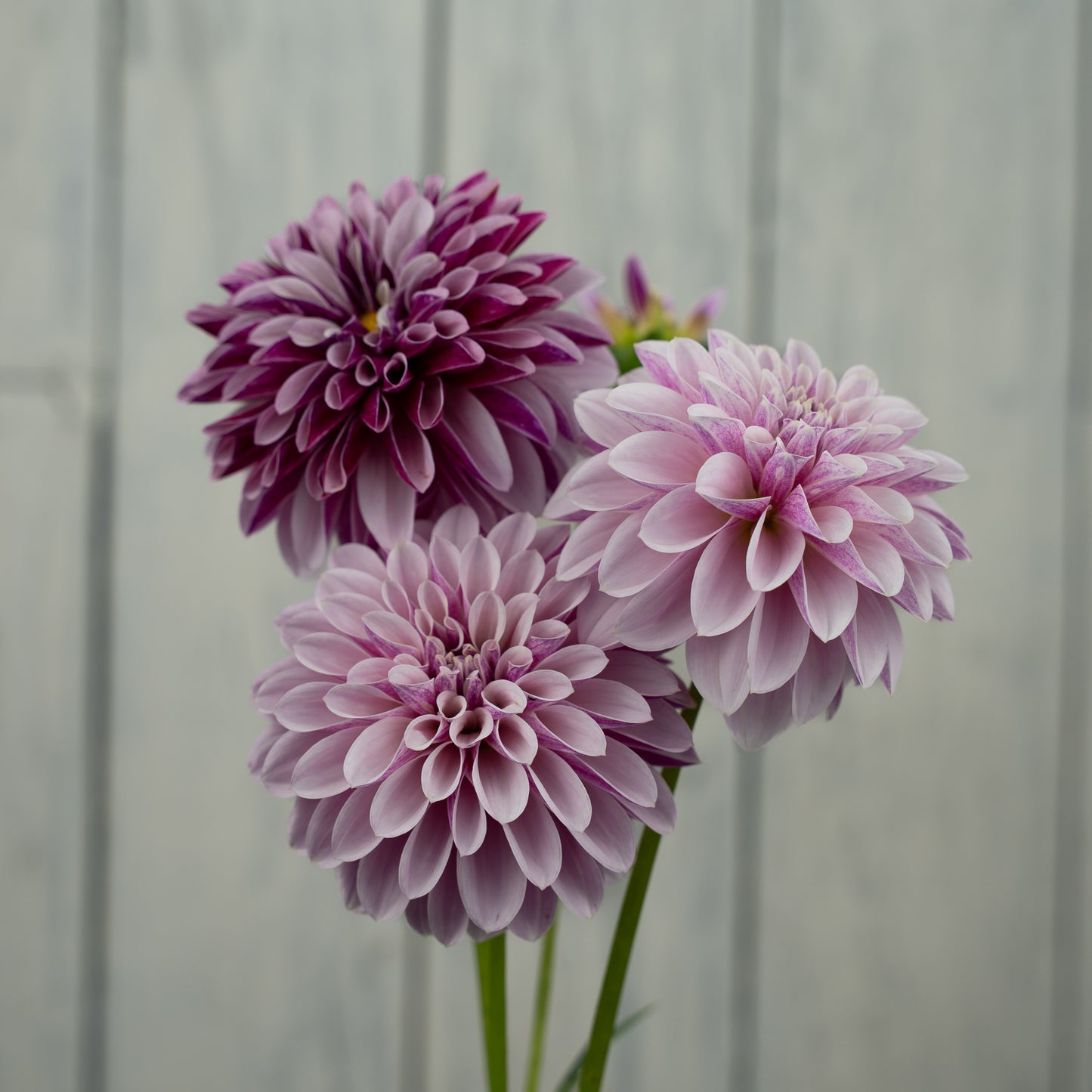 Salish Twilight Girl Dahlia Tuber- LIMIT 1