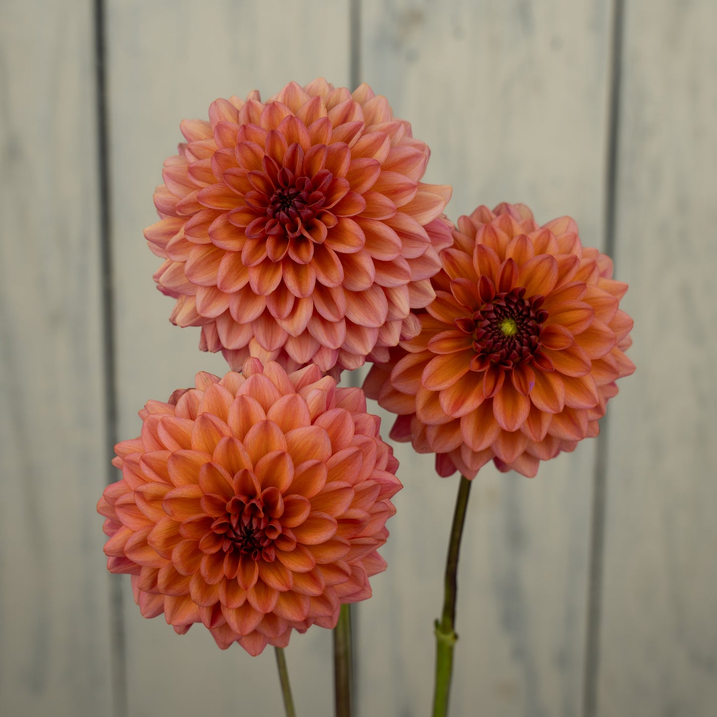 Salmon Runner Dahlia Tuber- Coming 2027