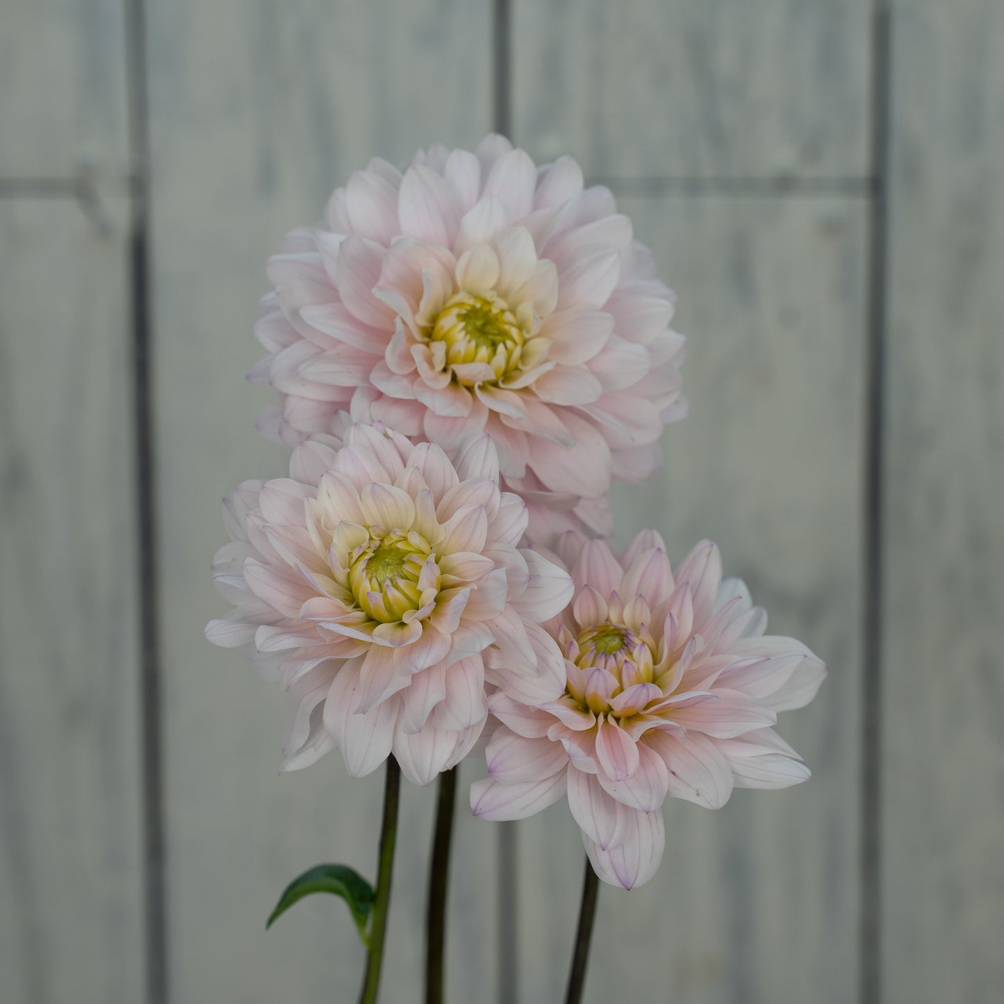 Silver Years Dahlia Tuber