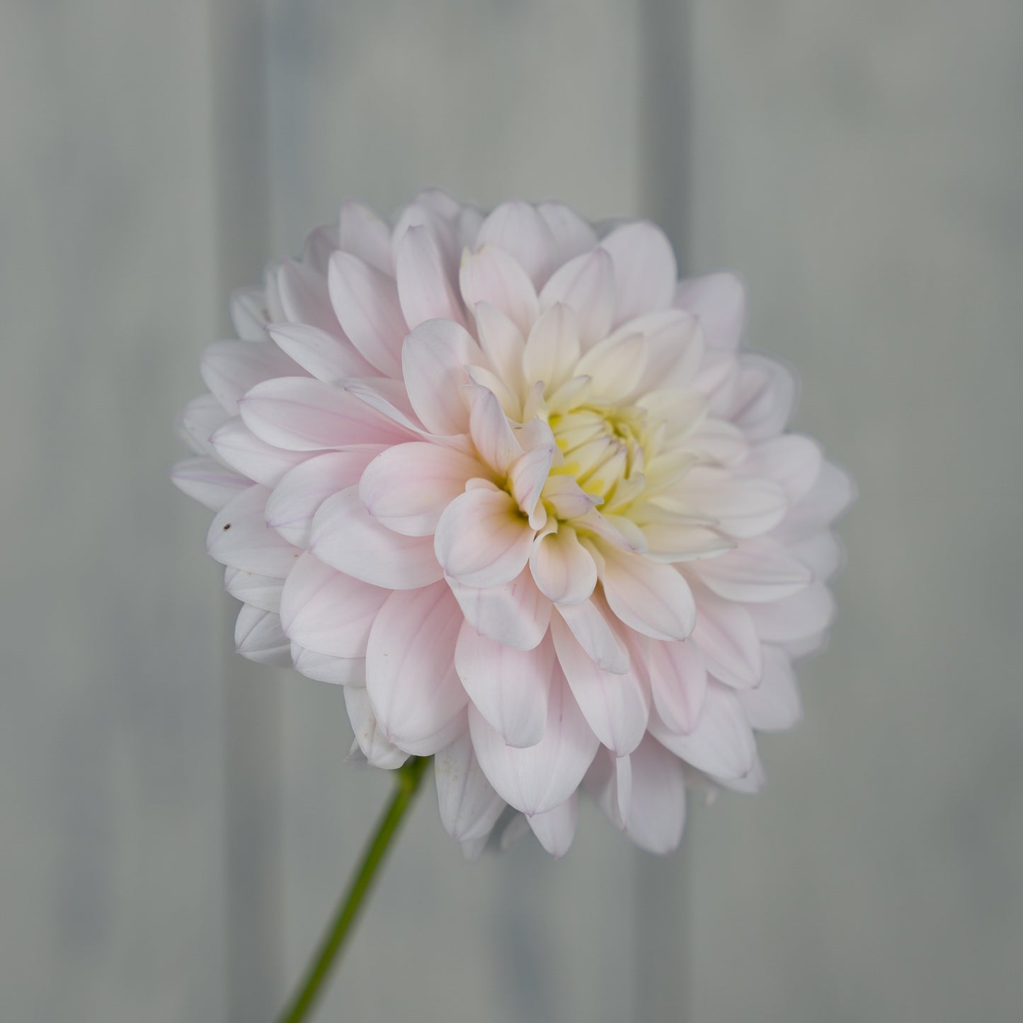 silver years dahlia tuber