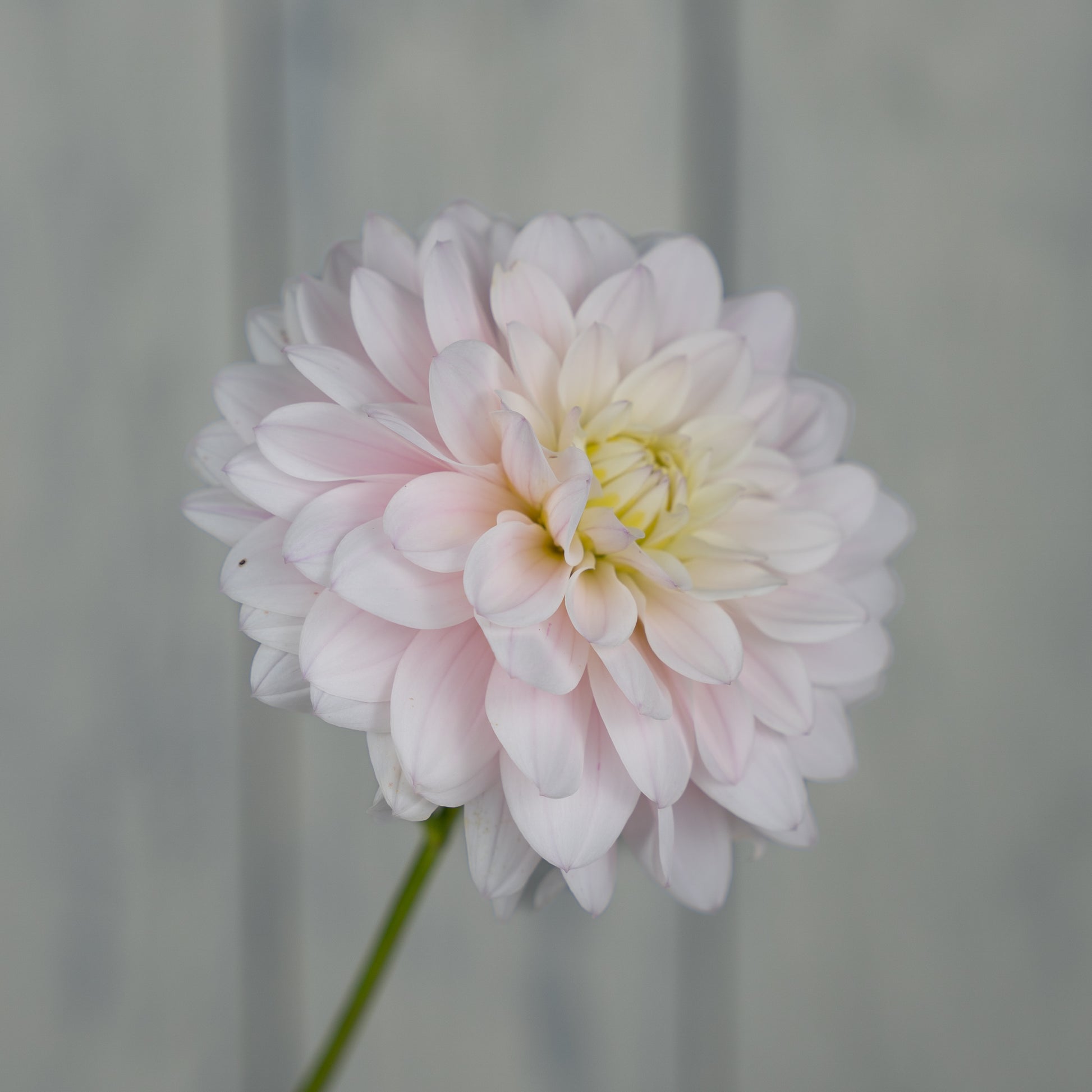 silver years dahlia tuber