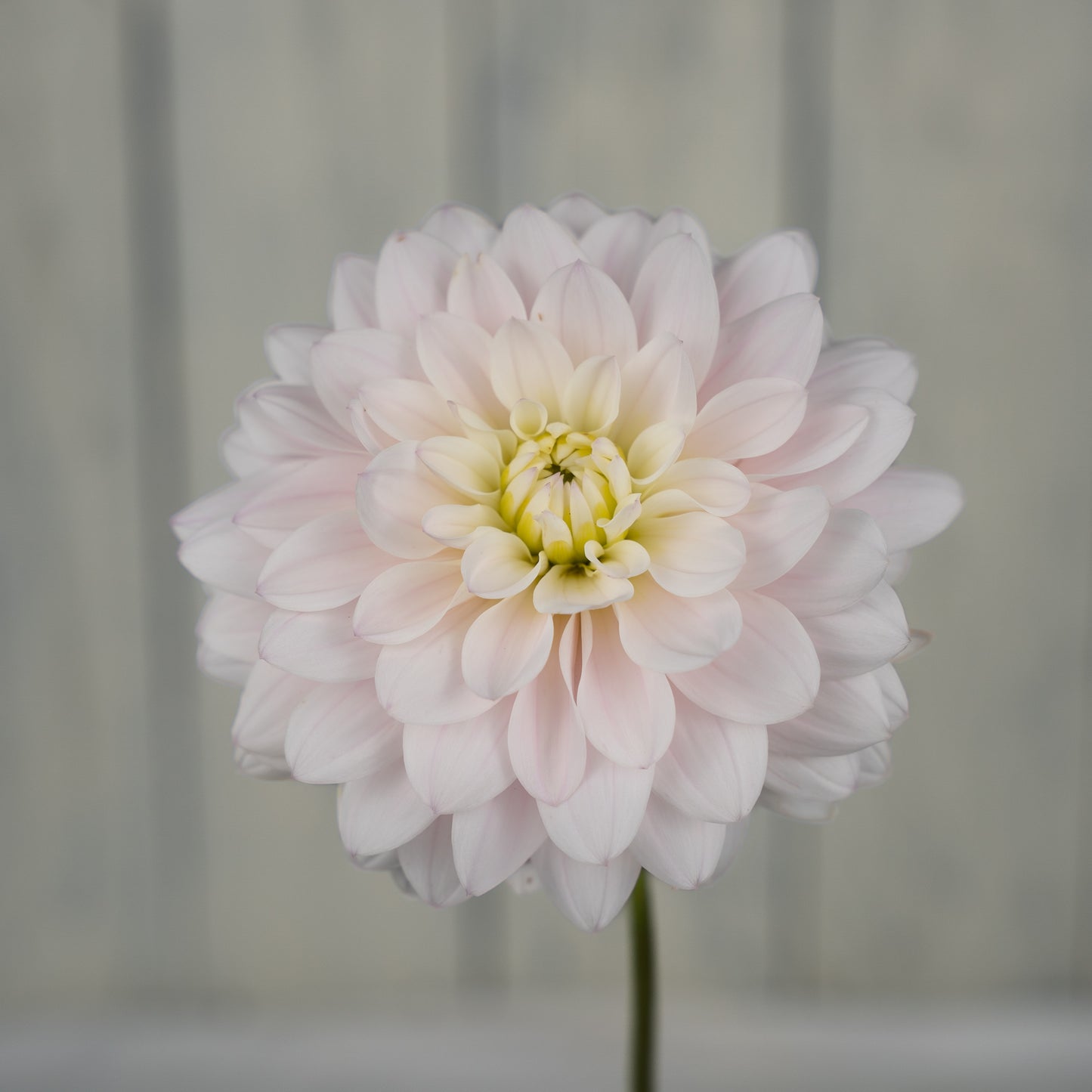 silver years dahlia tuber
