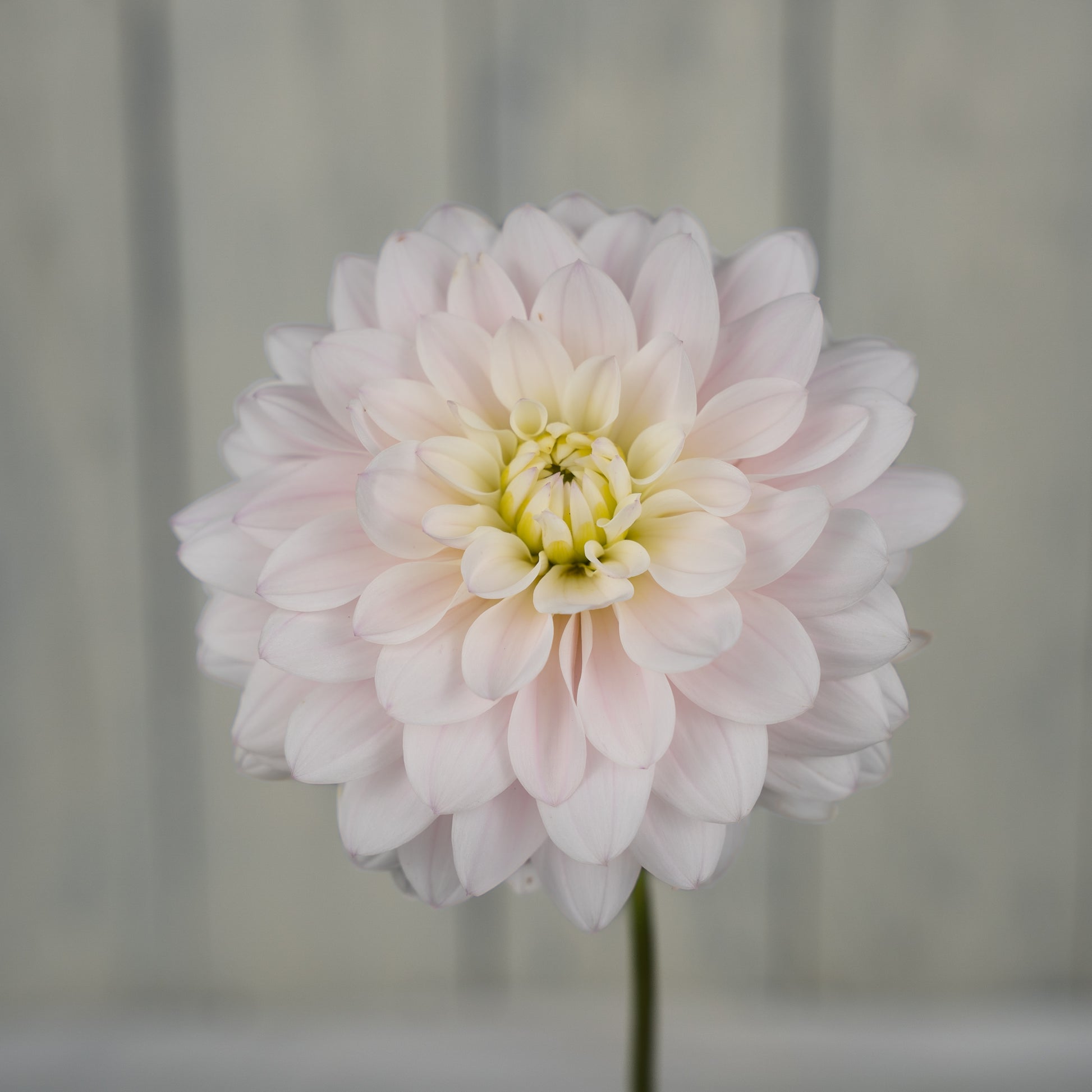 silver years dahlia tuber