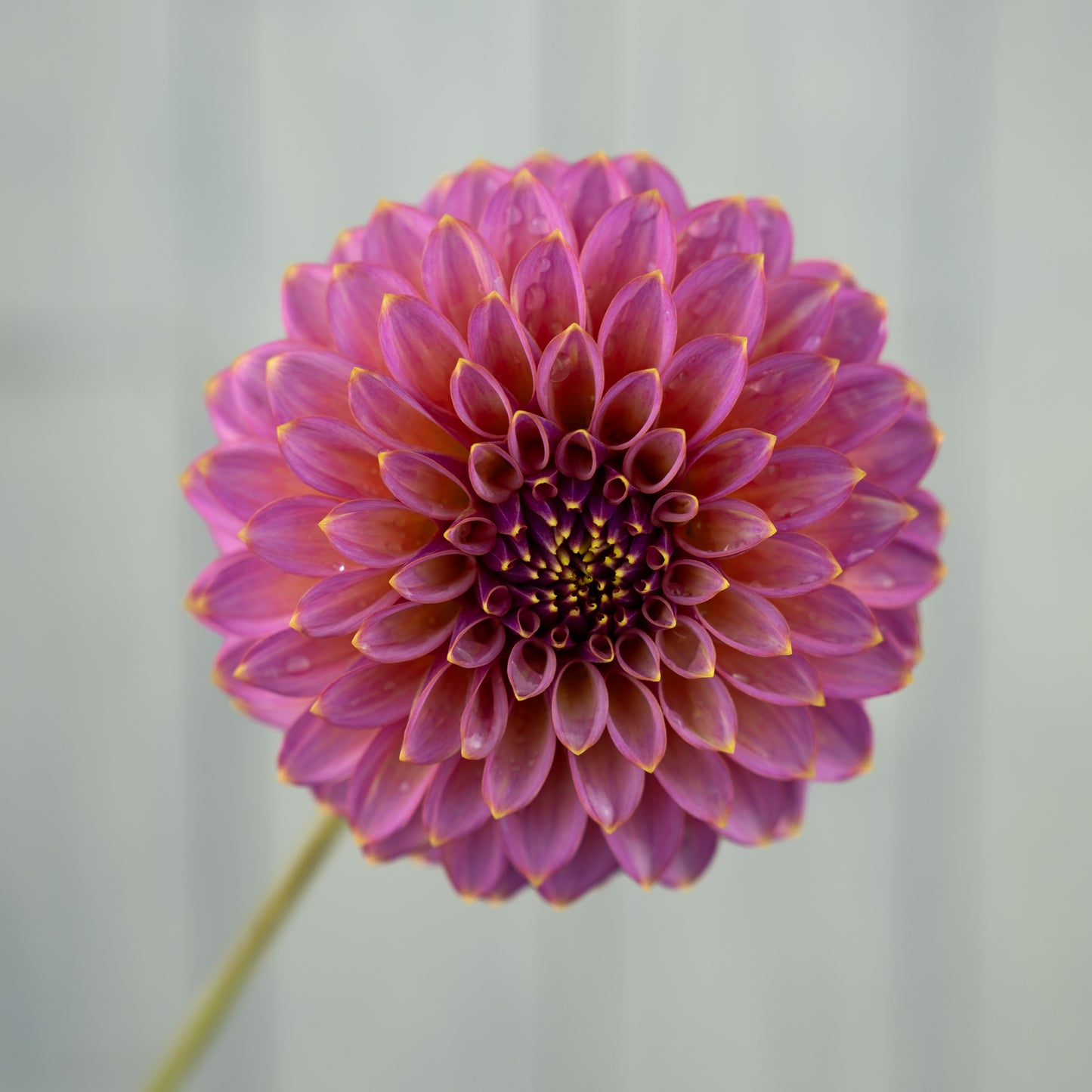 skipley spot of gold dahlia tuber