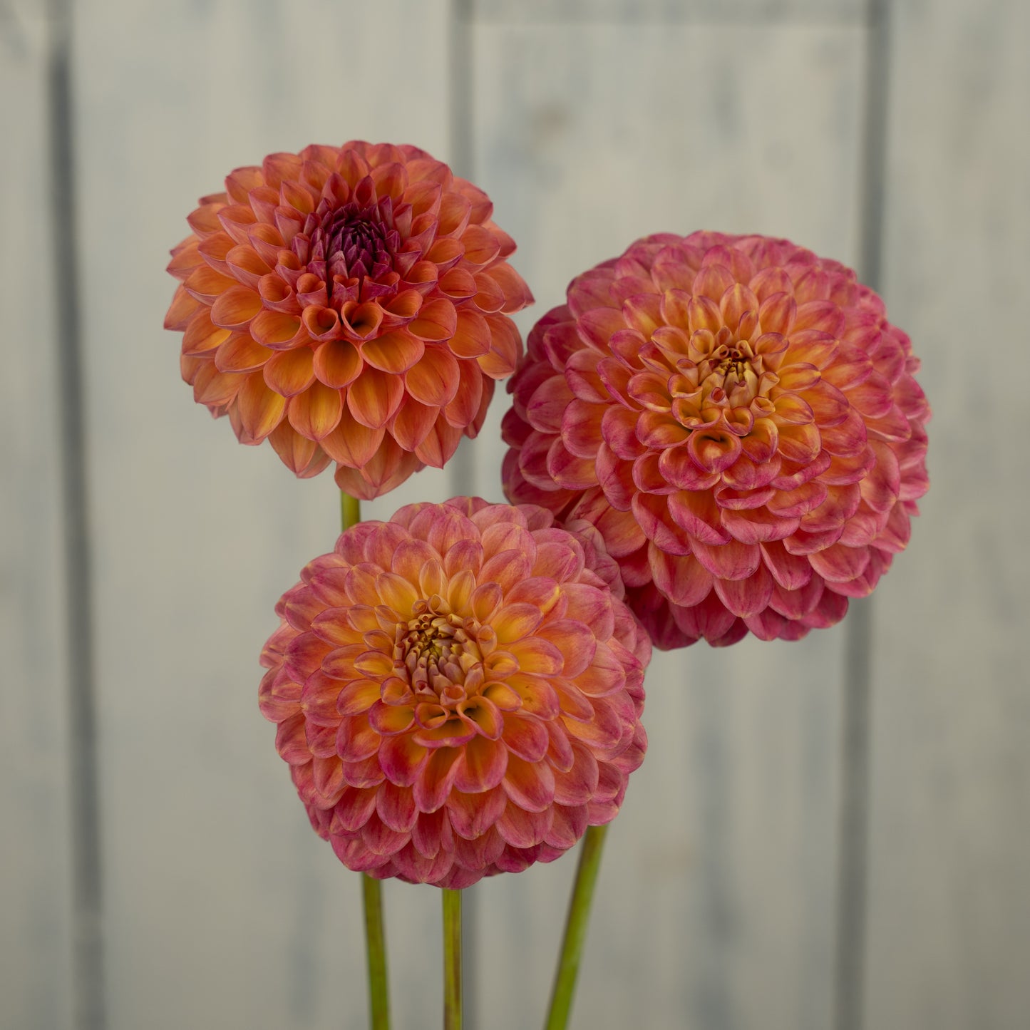Snoho Doris- Potted Dahlia Plant