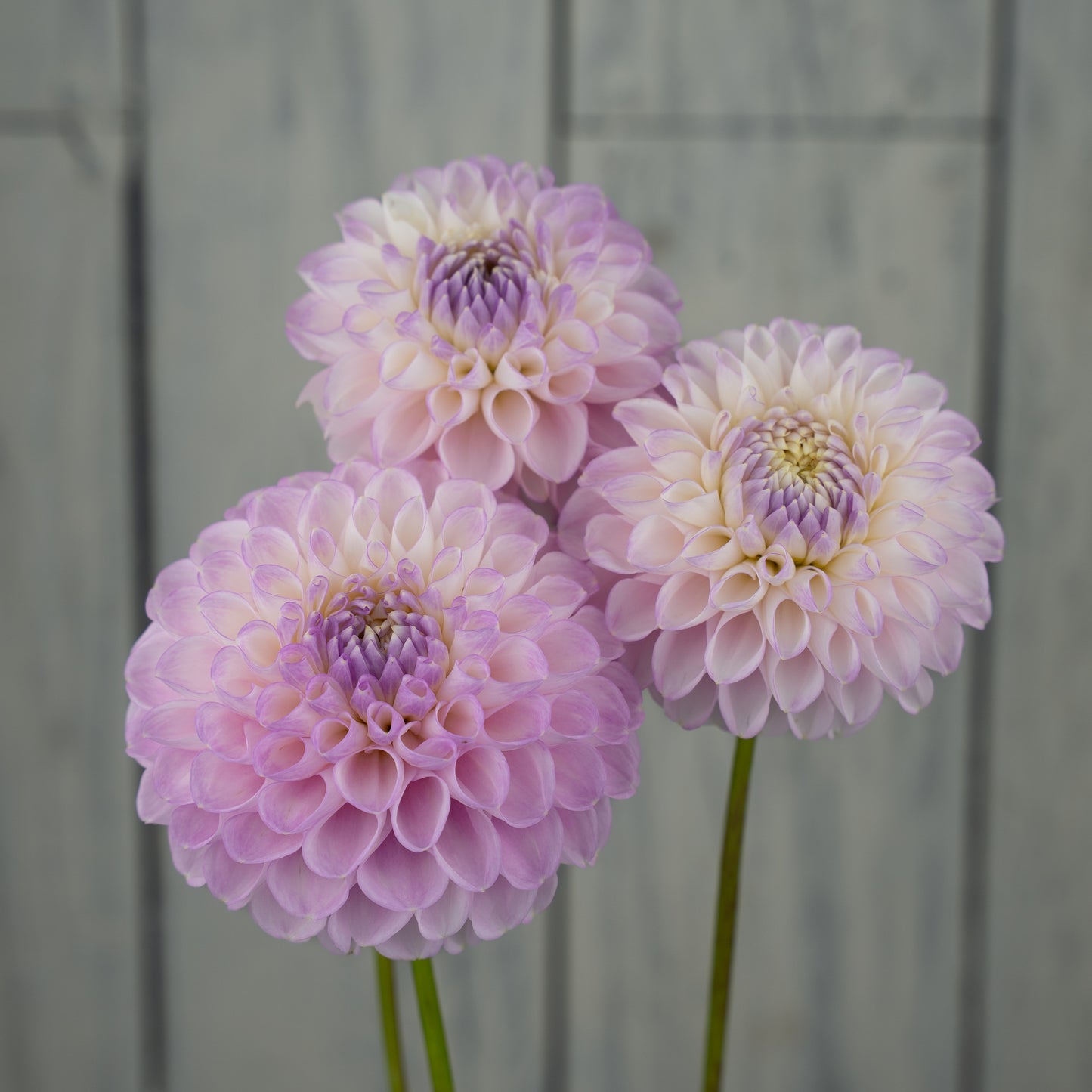 Snoho Sonia- Potted Dahlia Plant