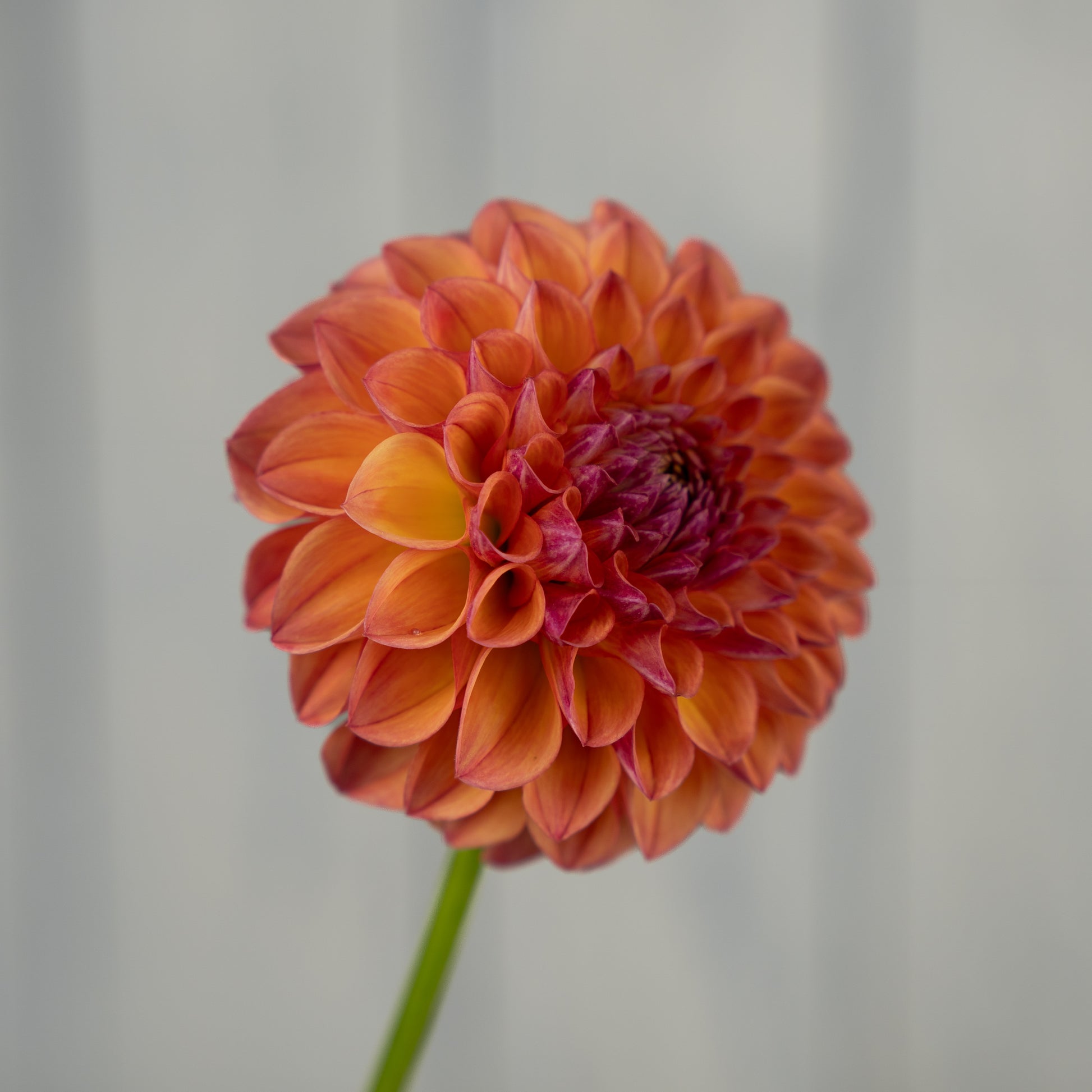 snoho doris dahlia tuber