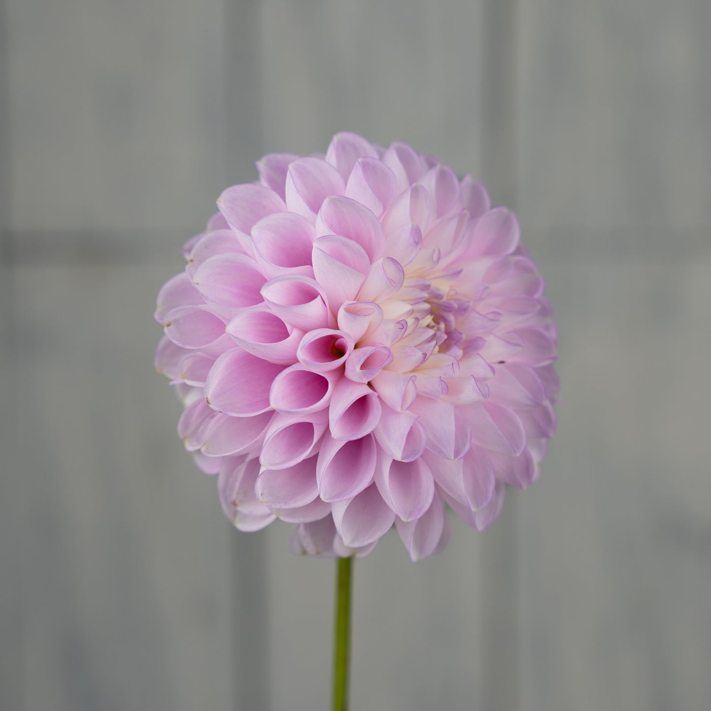 snoho sonia dahlia tuber