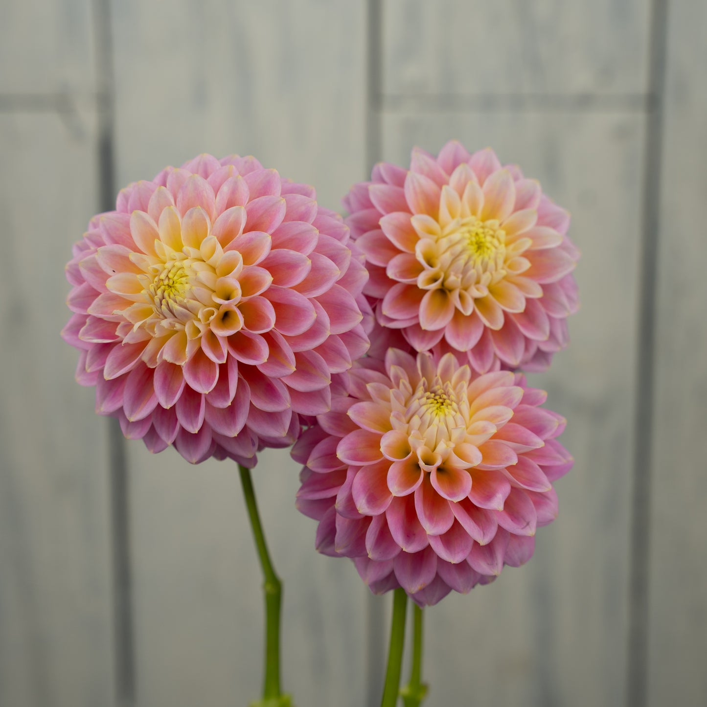 Sugartown Sunrise Dahlia Tuber