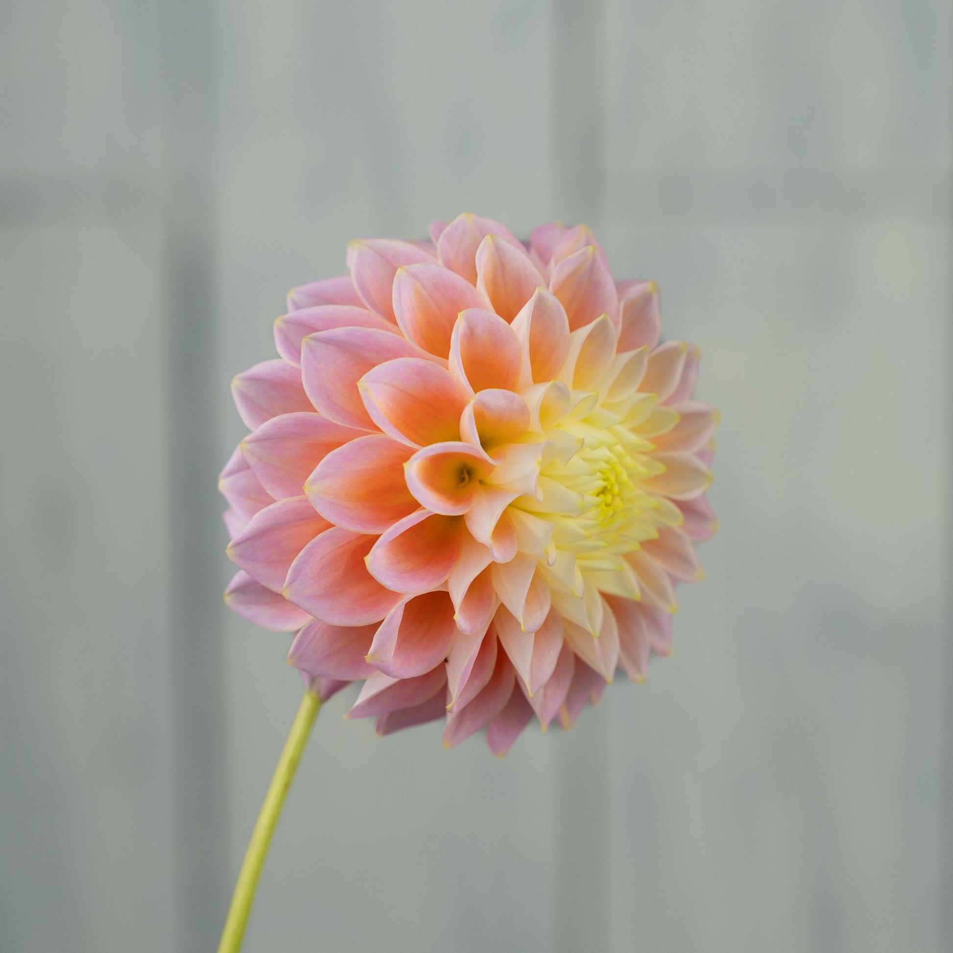 sugartown sunrise dahlia tuber