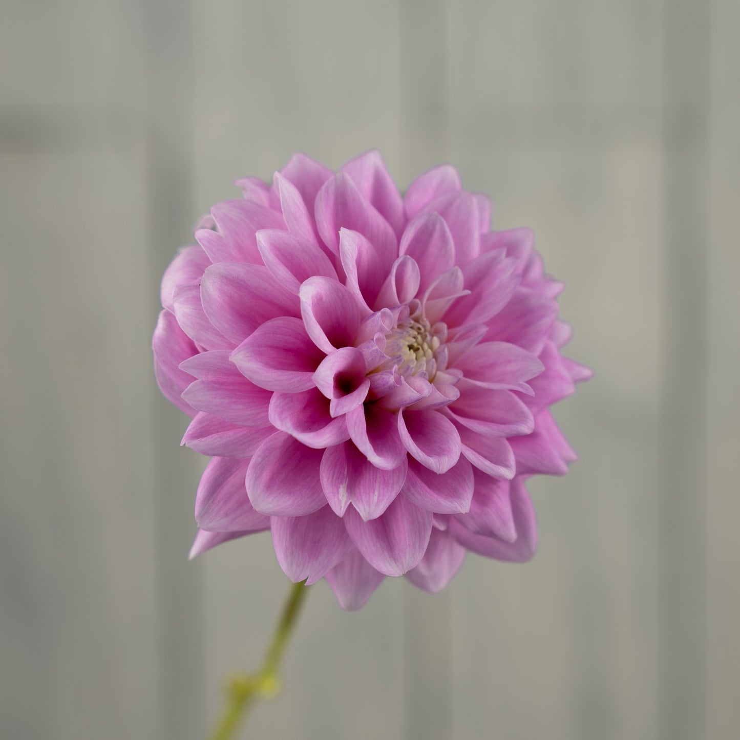 sweet love dahlia tuber