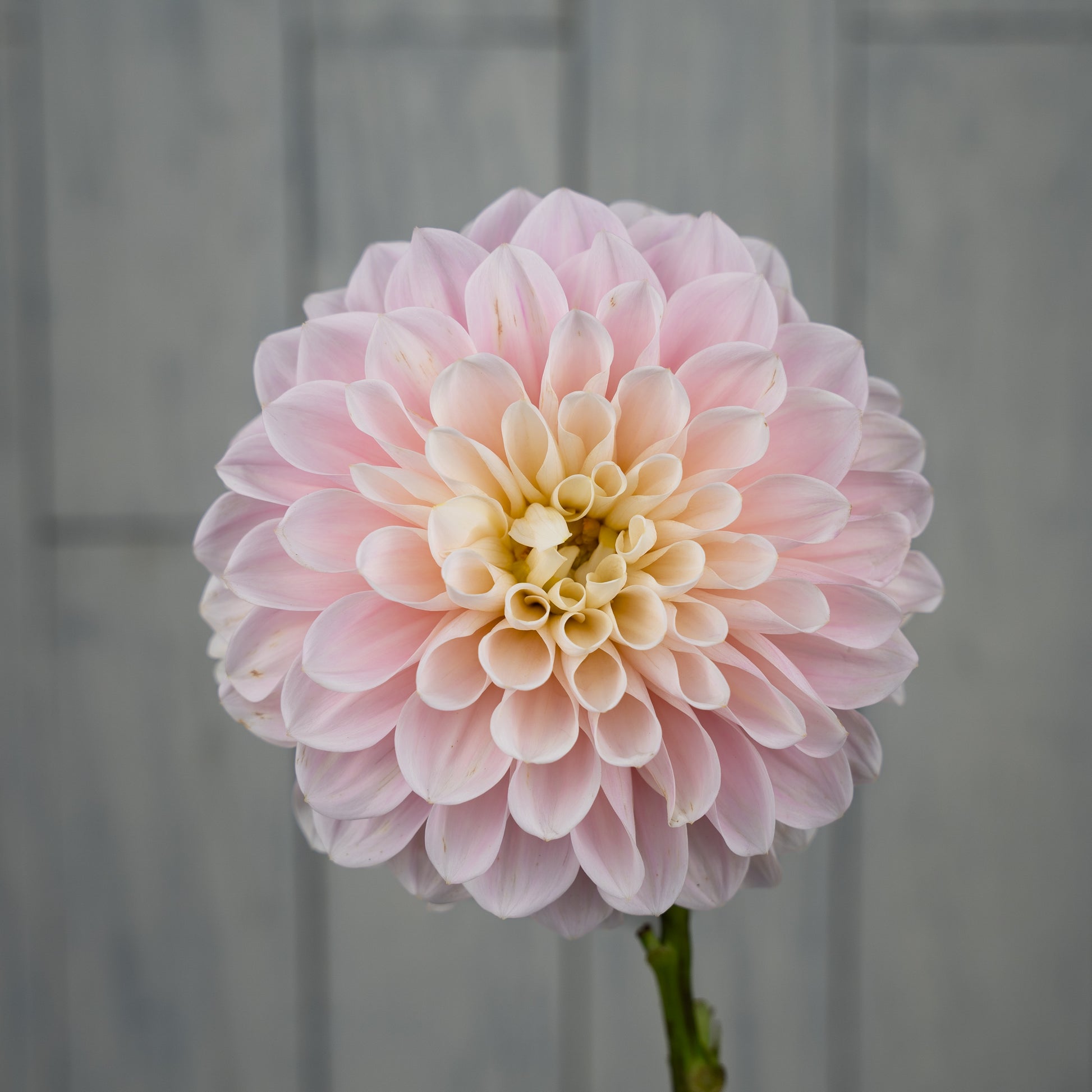 sweet nathalie dahlia tuber
