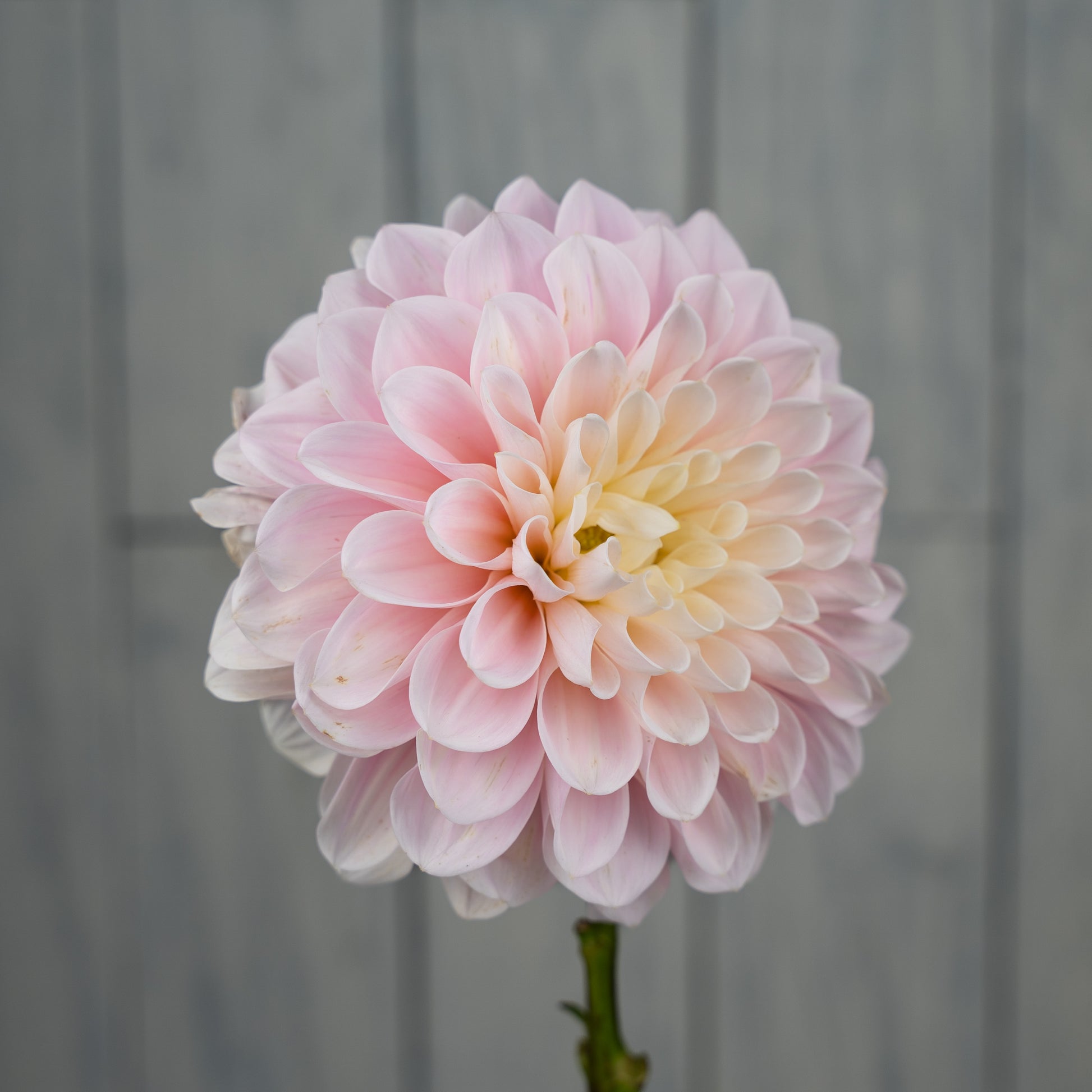 sweet nathalie dahlia tuber