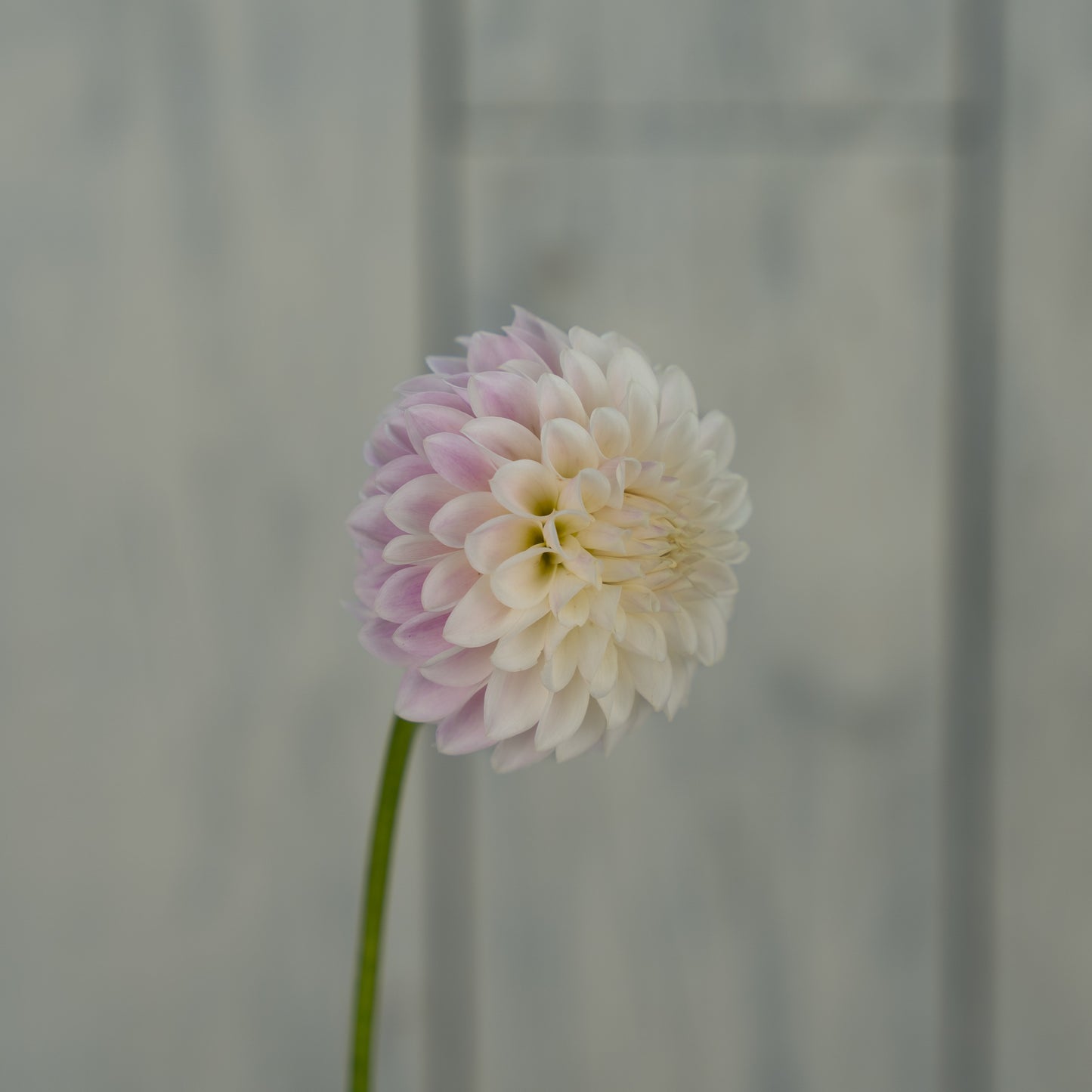 Tahoma Kelli- Potted Dahlia Plant