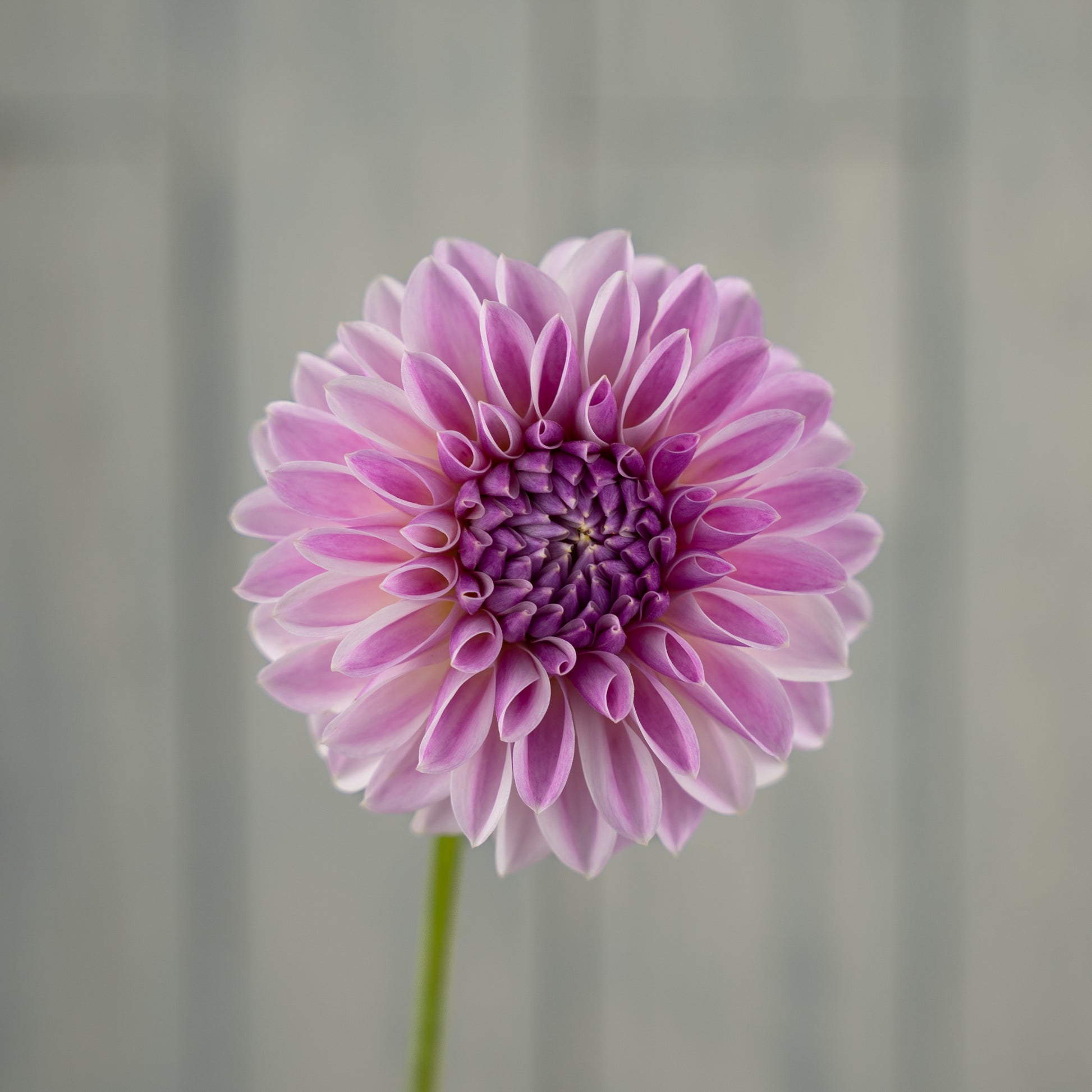 tahoma kelli dahlia tuber