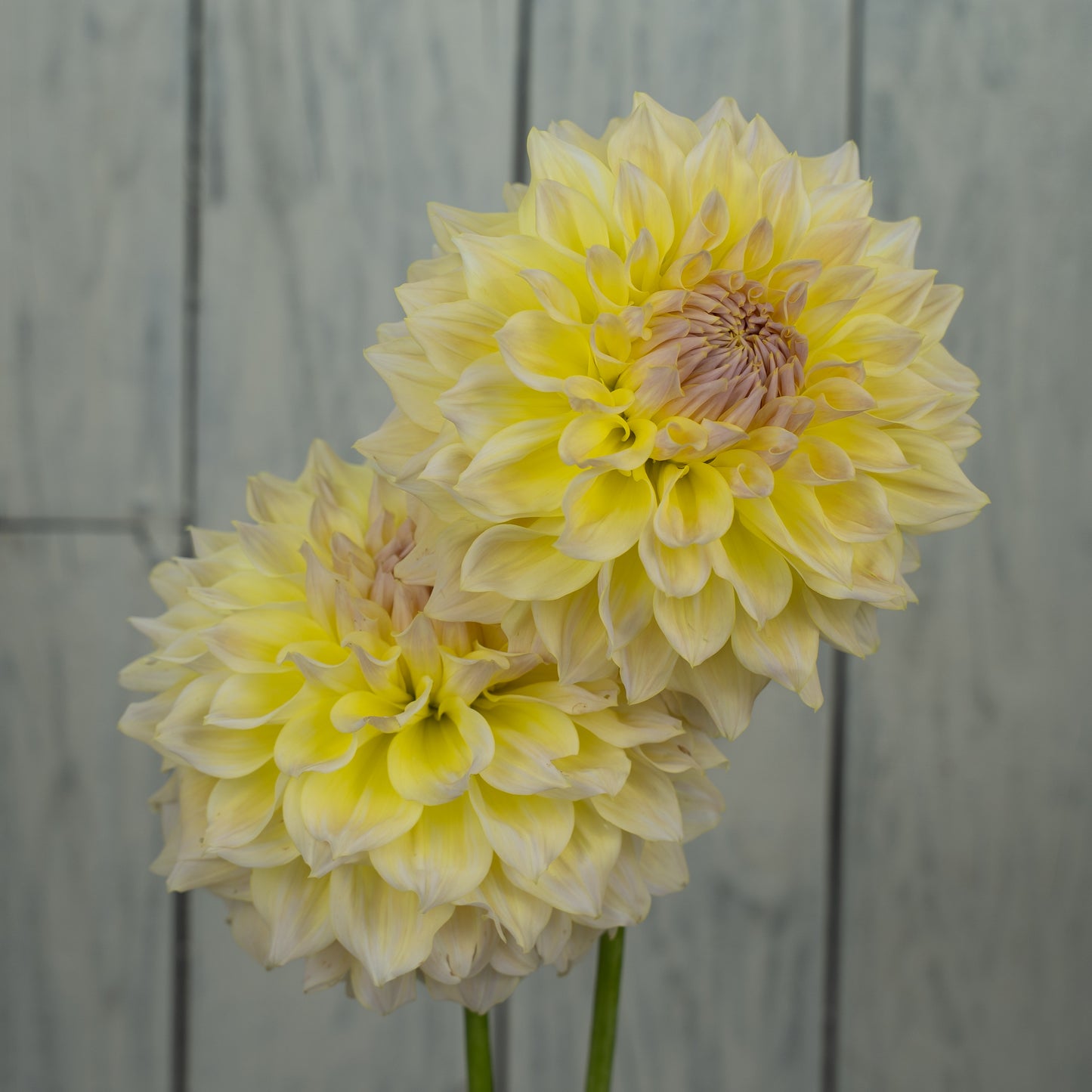 Westerton Lillian Dahlia Tuber