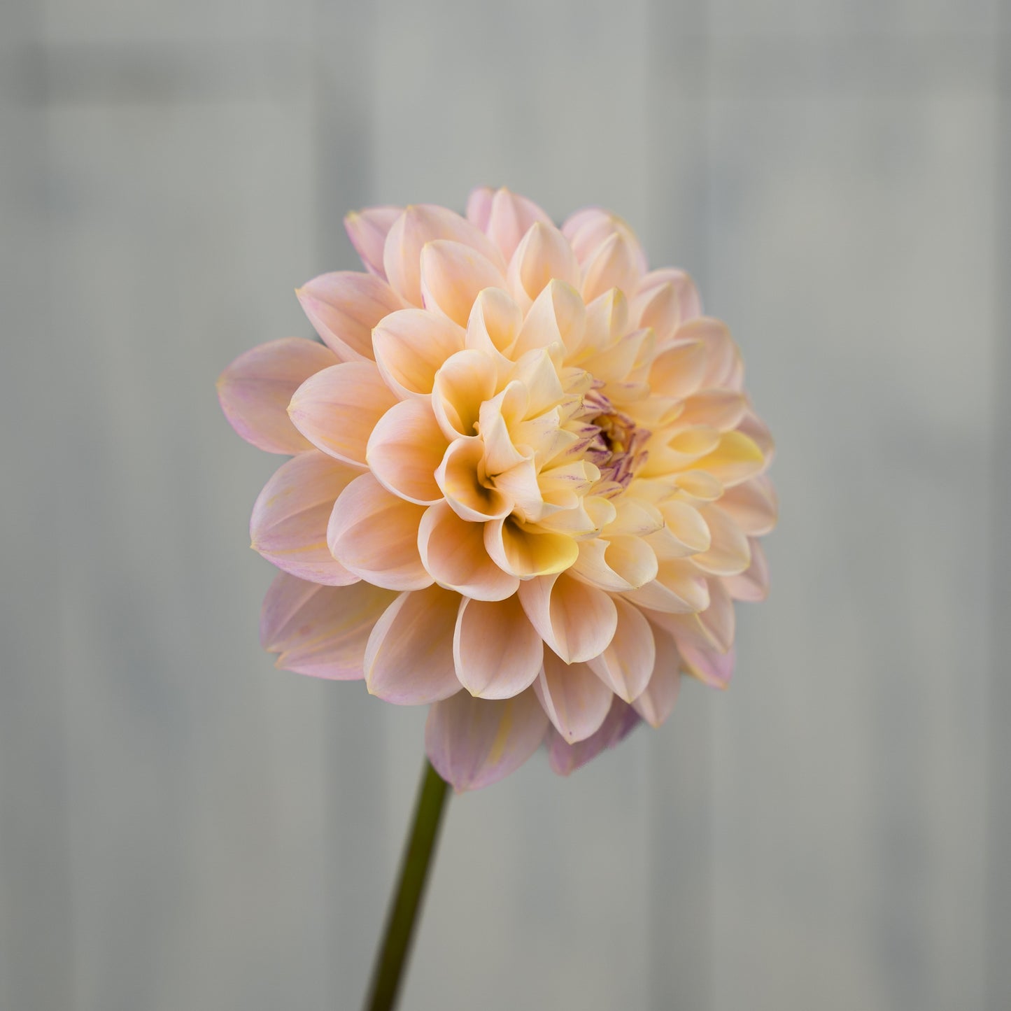 wine eyed jill dahlia tuber