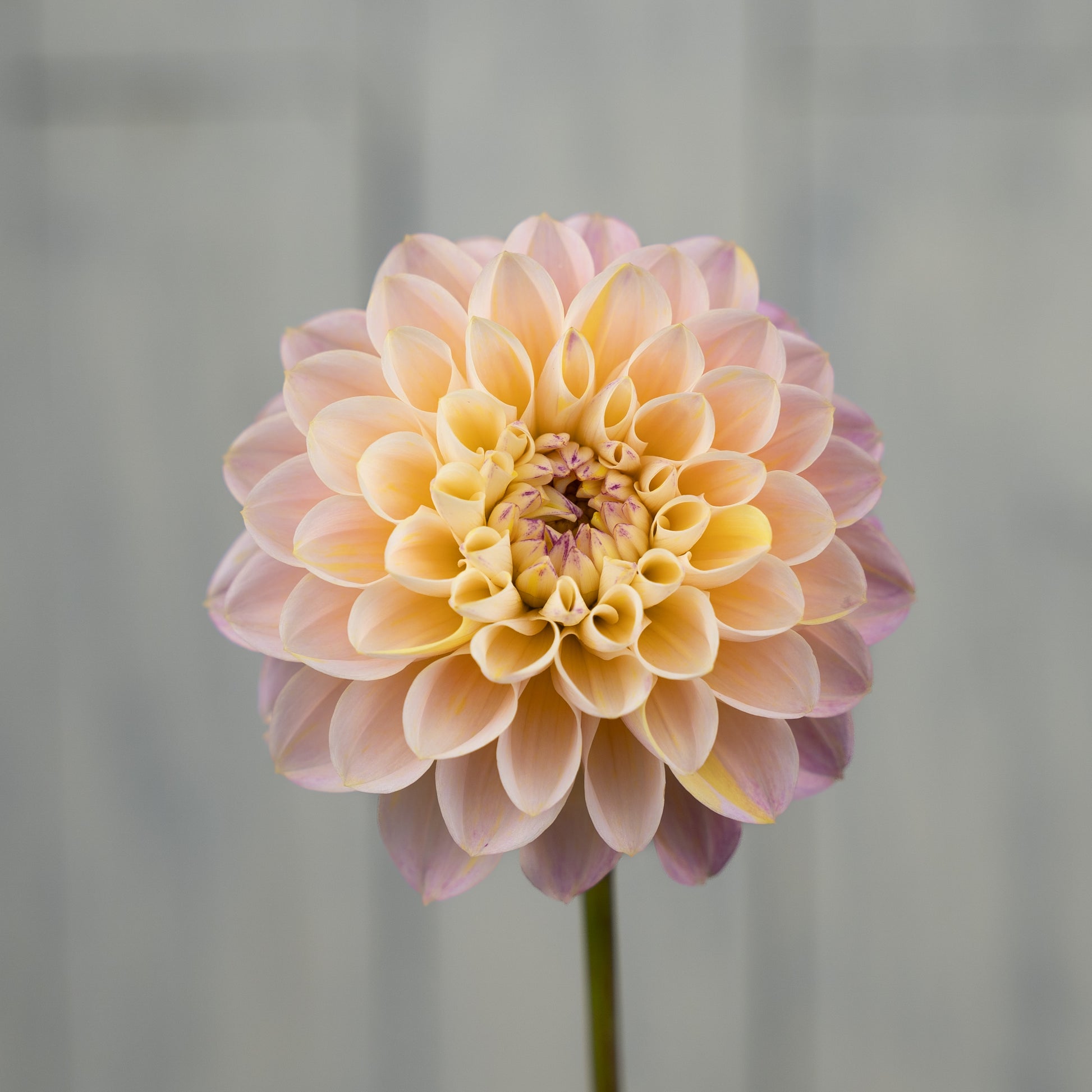 wine eyed jill dahlia tuber
