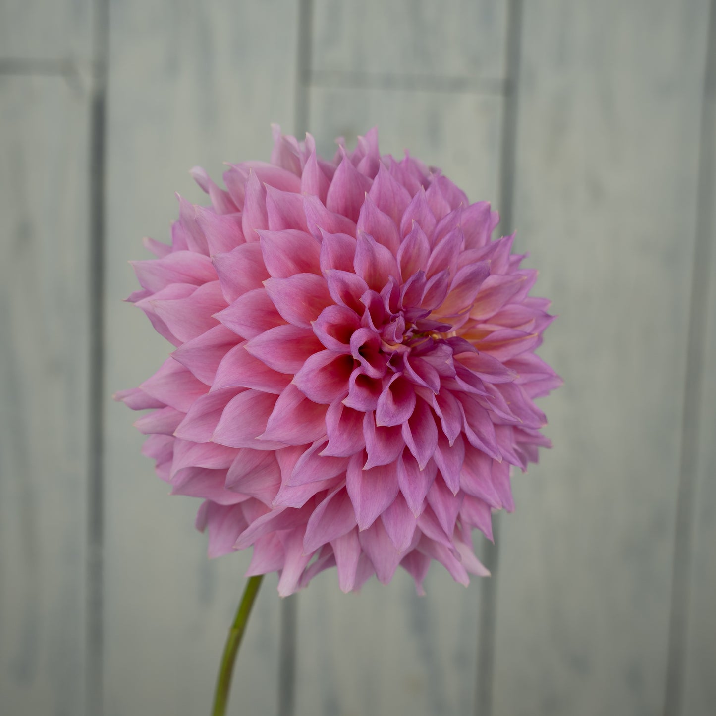 Wyn's Pink Pearl Dahlia Tuber- LIMIT 1