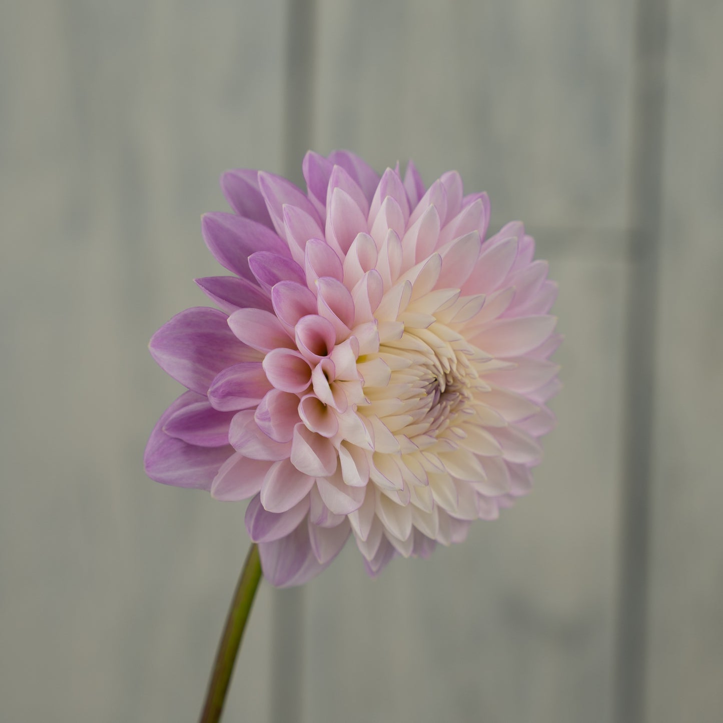 Zebrano Dahlia Tuber- LIMIT 1