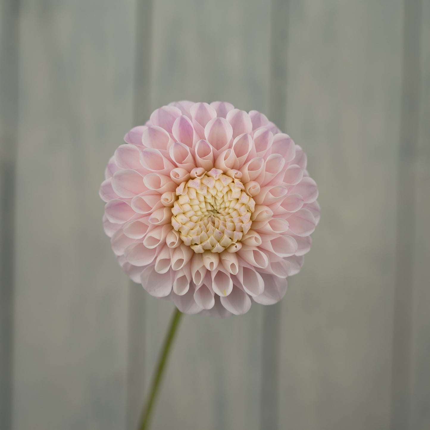 20th Ave Memory Dahlia Tuber
