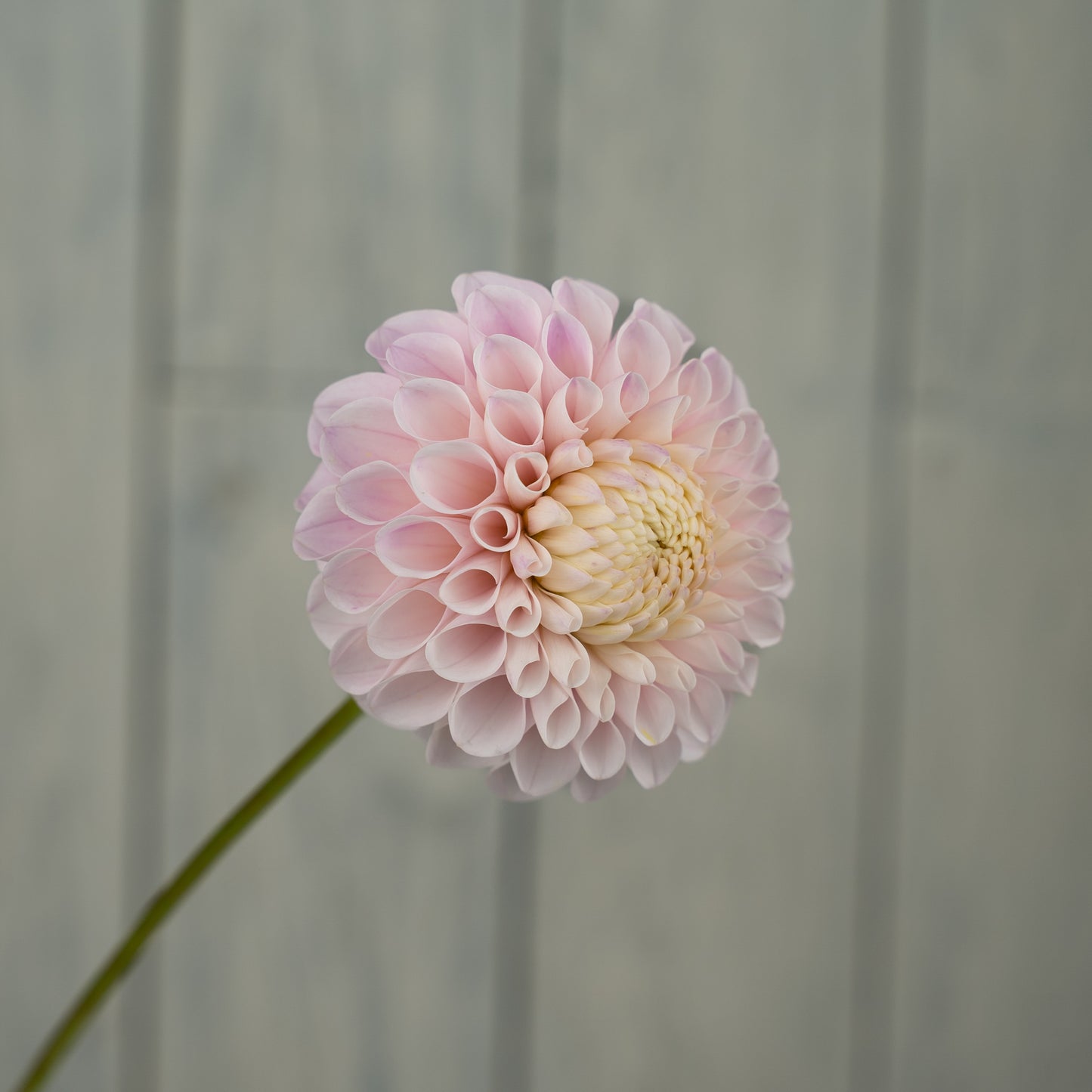 20th Ave Memory Dahlia Tuber