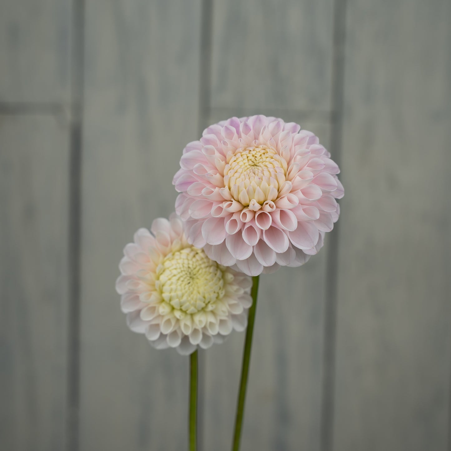 20th Ave Memory Dahlia Tuber