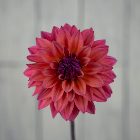 American Dawn Dahlia Tuber