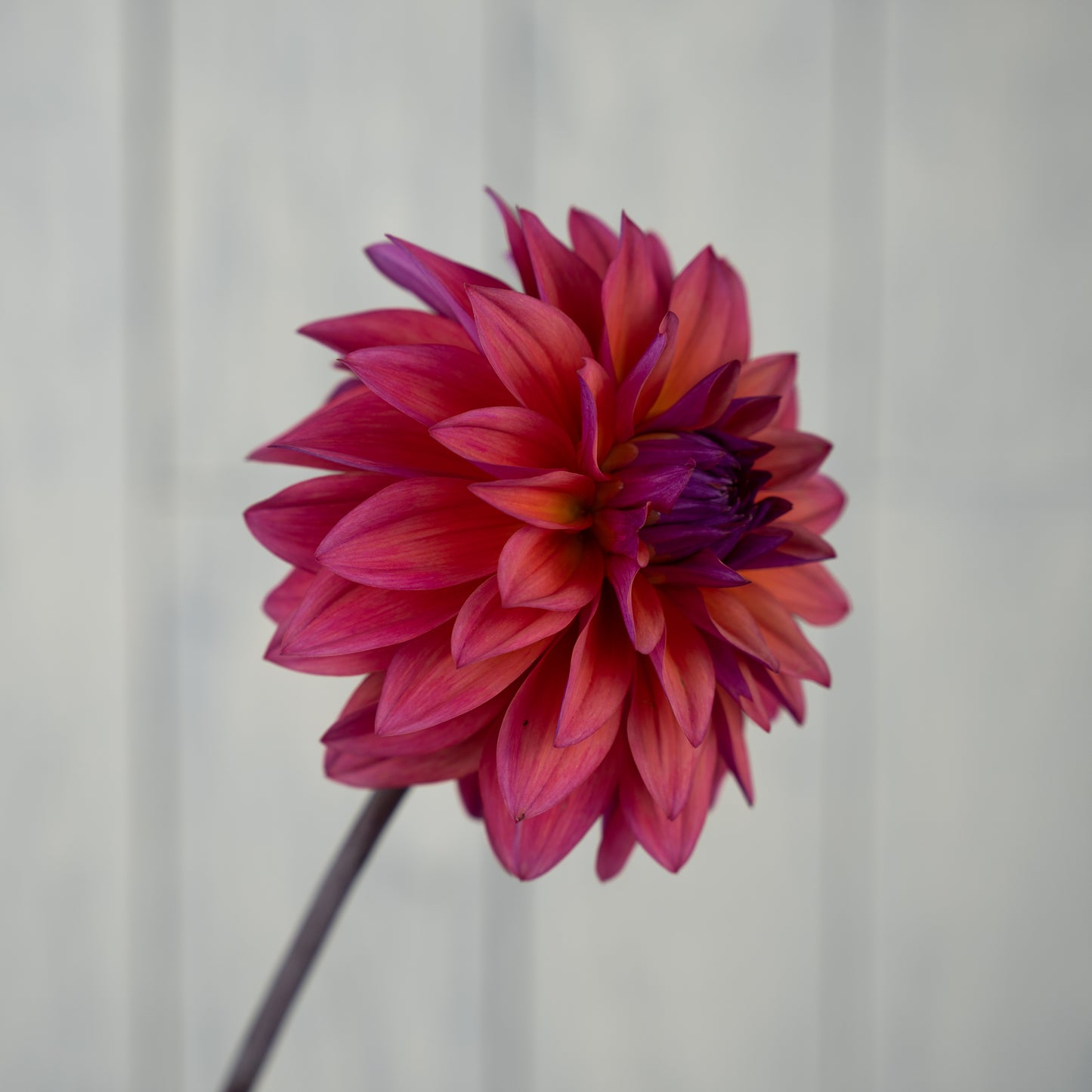 American Dawn Dahlia Tuber