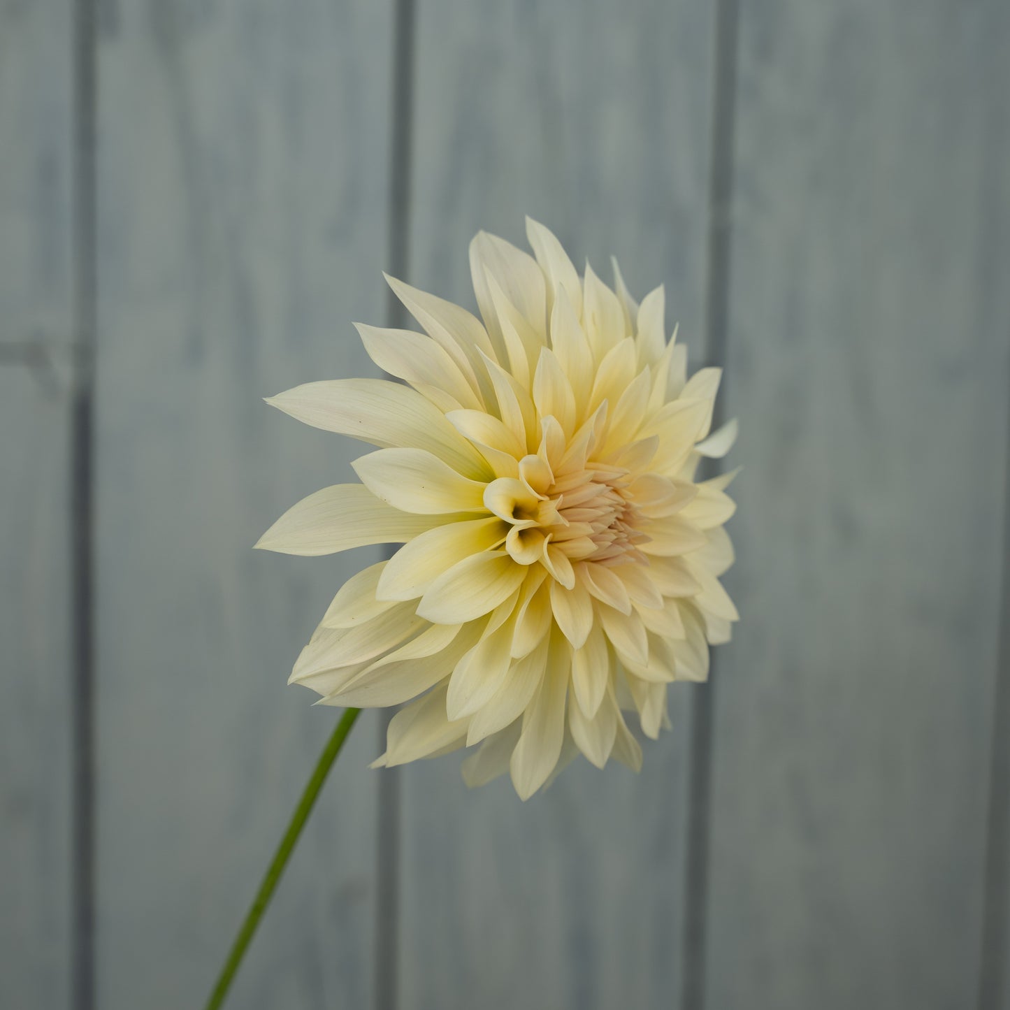 Cafe au Lait Mini (Jolene) Dahlia Tuber