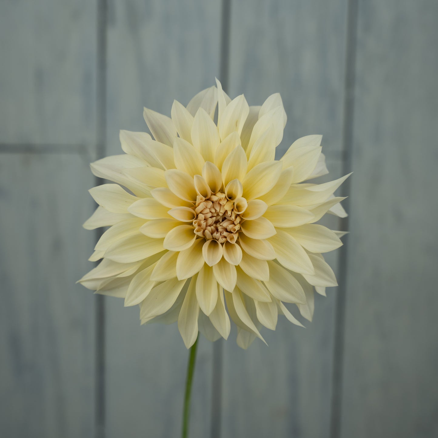 Cafe au Lait Mini (Jolene) Dahlia Tuber