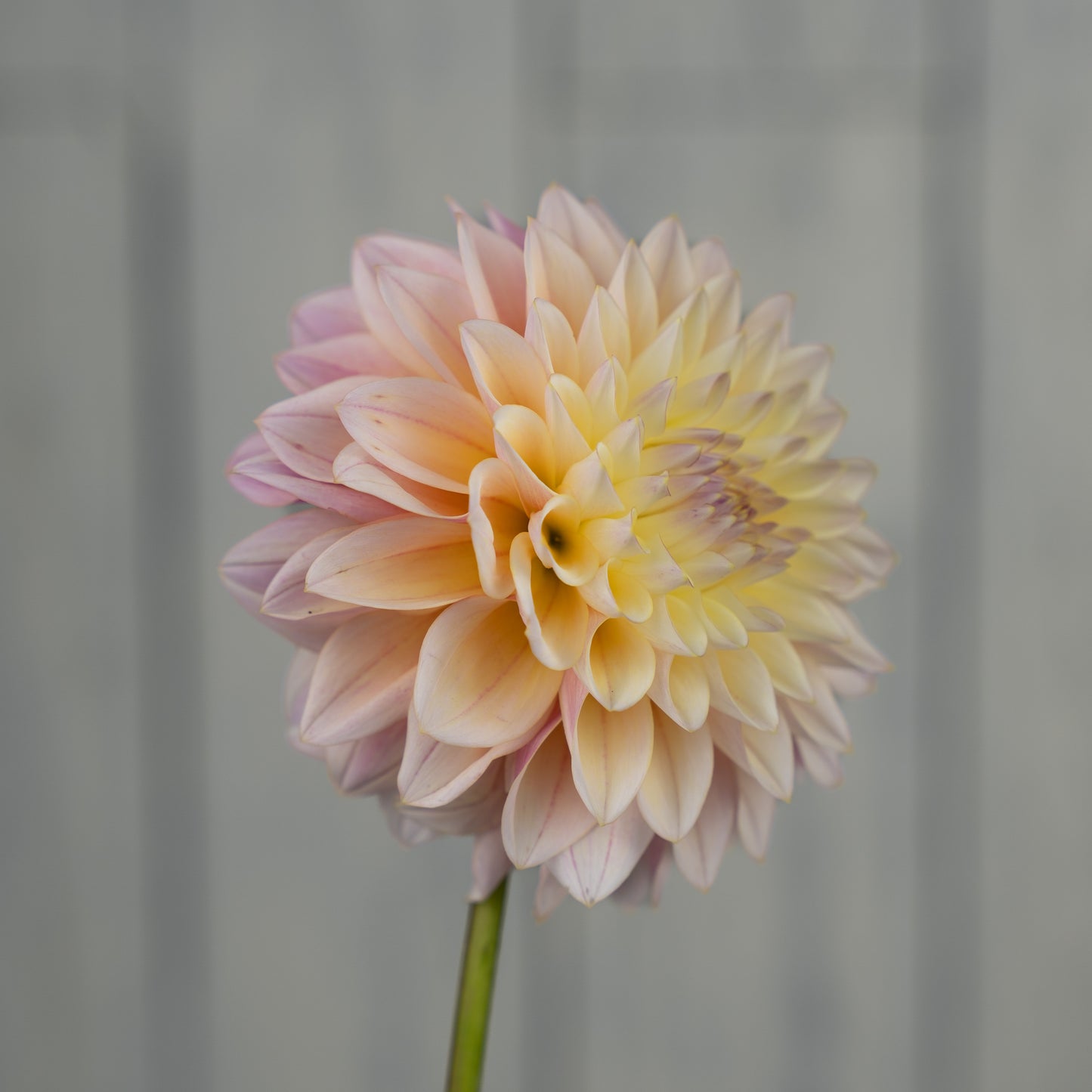 Coralie Dahlia Tuber - LIMIT 1