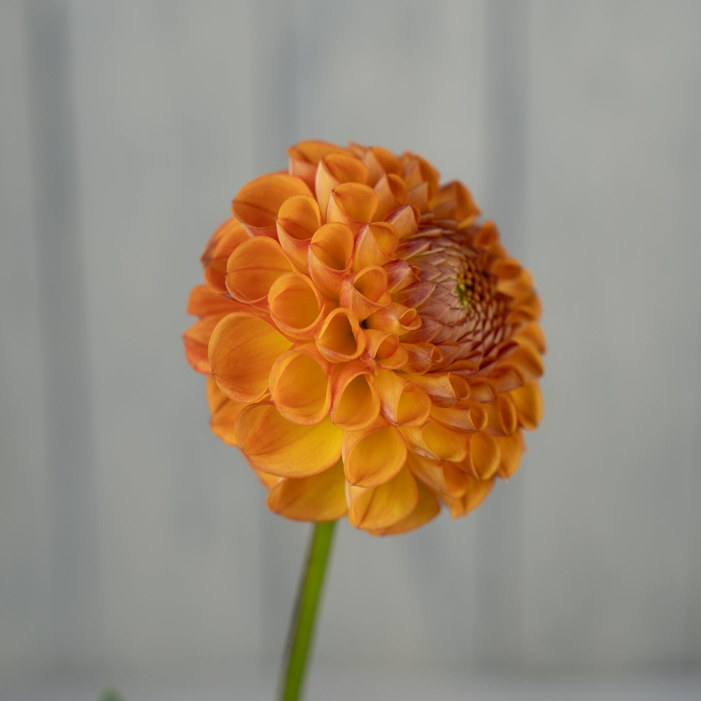 Cornel Bronze Dahlia Tuber