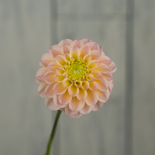 RM Shifty Dahlia Tuber- LIMIT 1