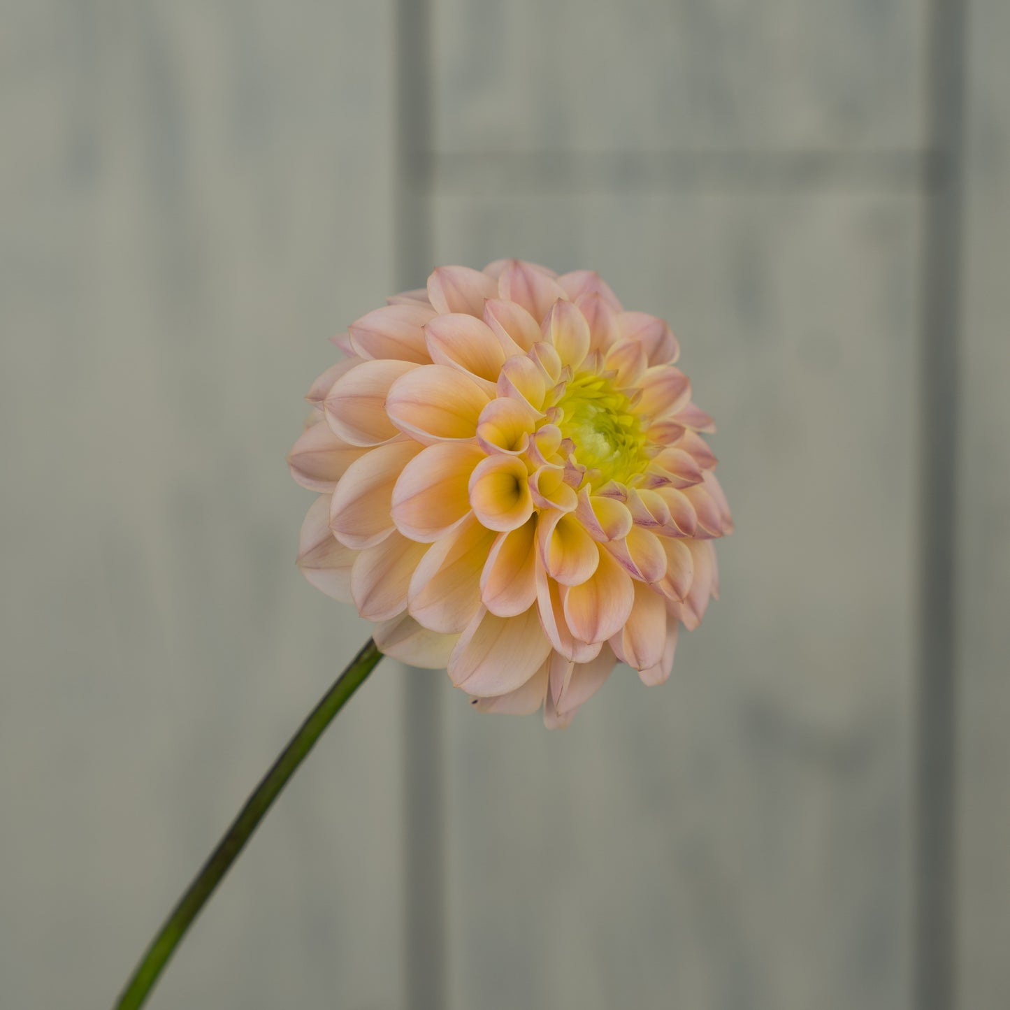 RM Shifty Dahlia Tuber- LIMIT 1
