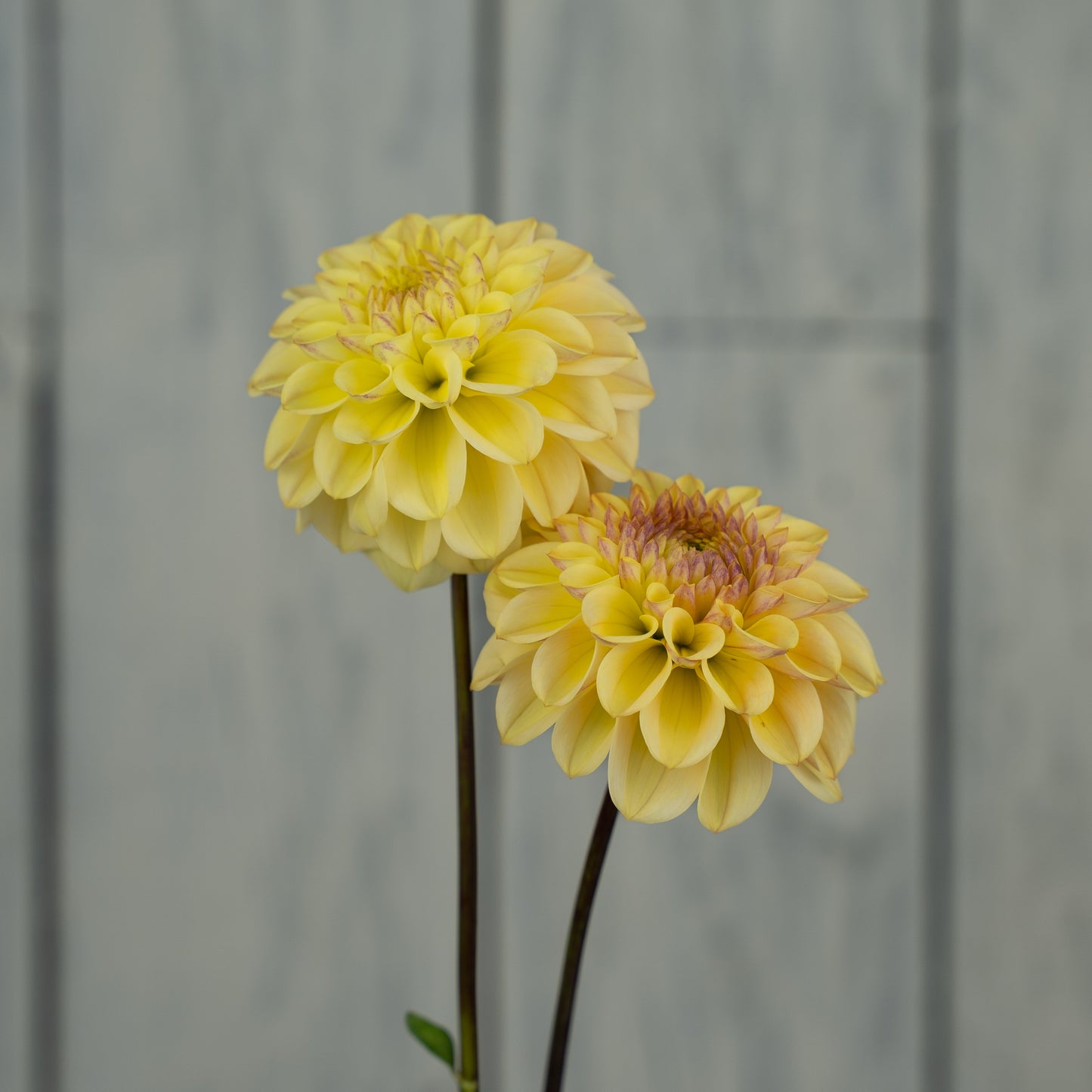 RM Shifty Dahlia Tuber- LIMIT 1