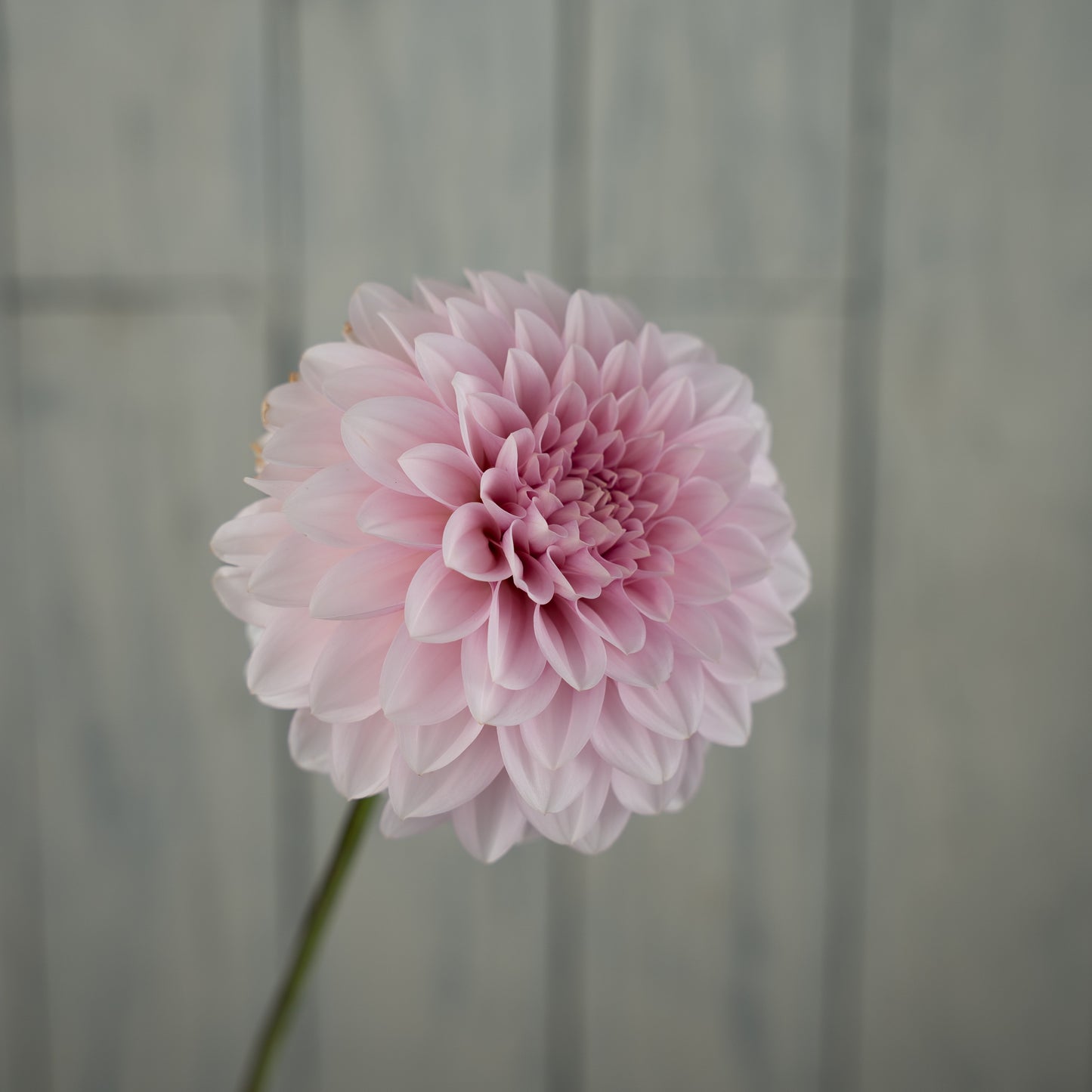 RM Baby Girl Dahlia Tuber