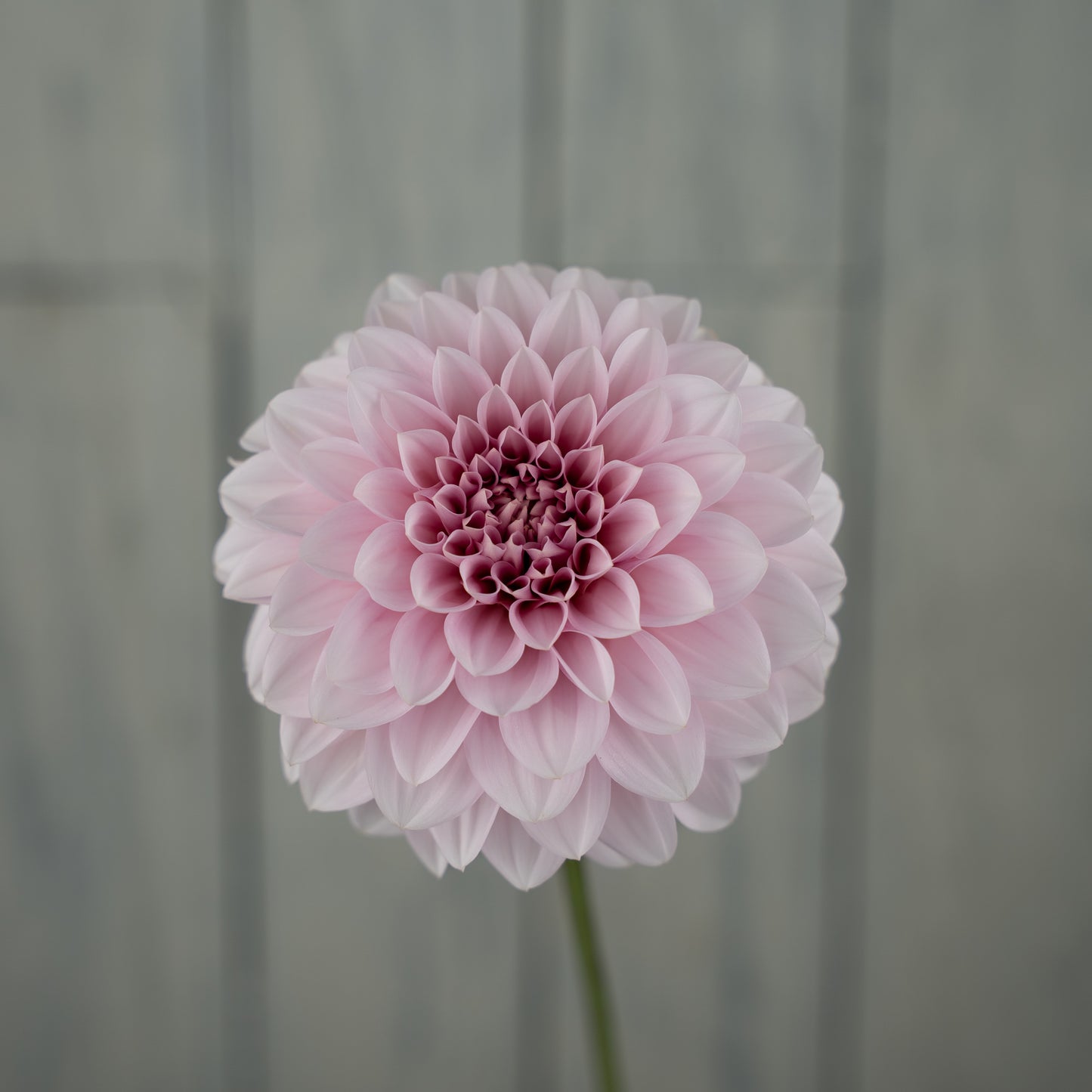 RM Baby Girl Dahlia Tuber
