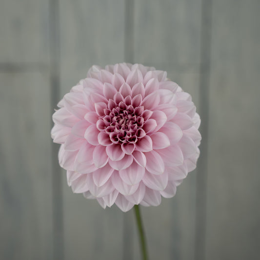 RM Baby Girl Dahlia Tuber