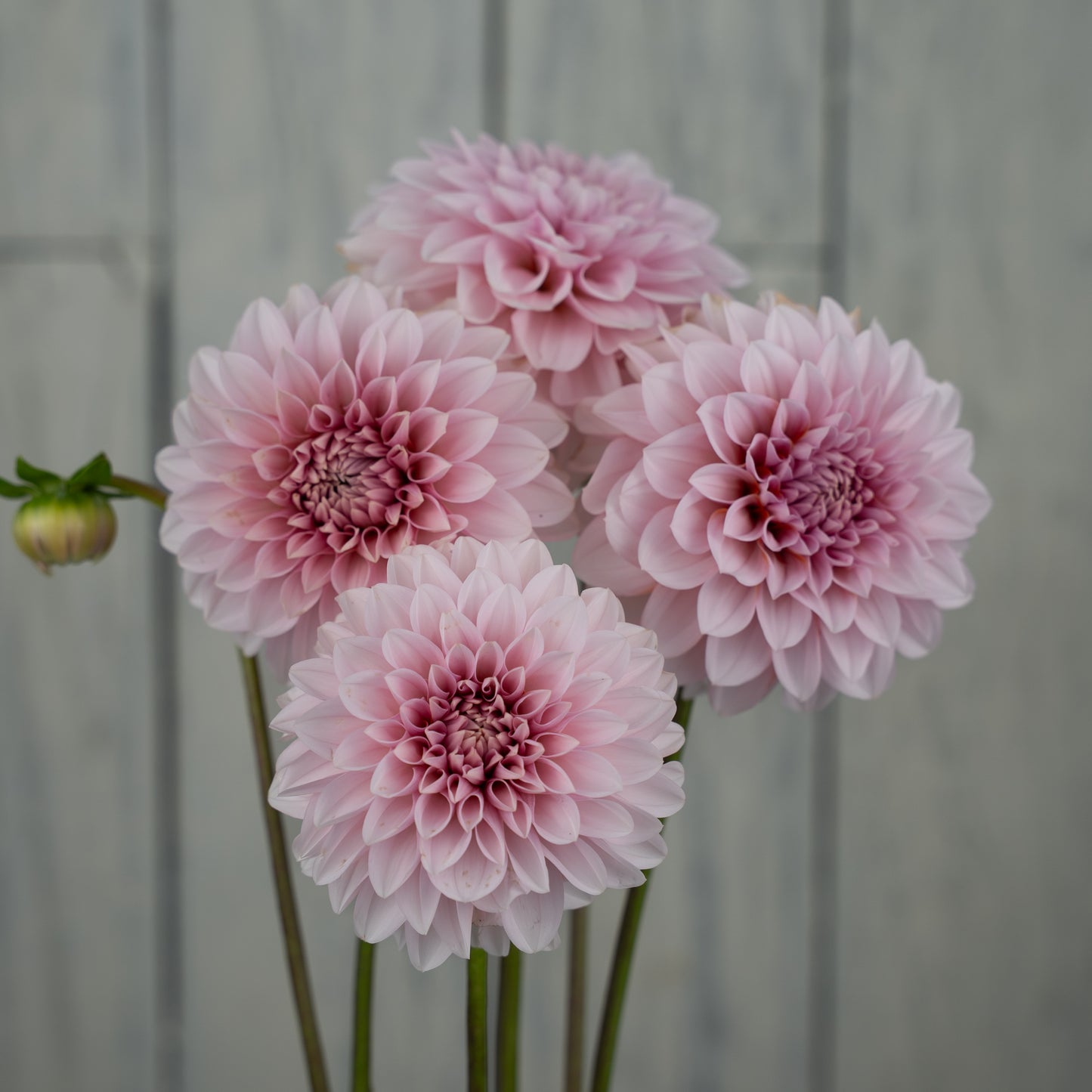 RM Baby Girl Dahlia Tuber